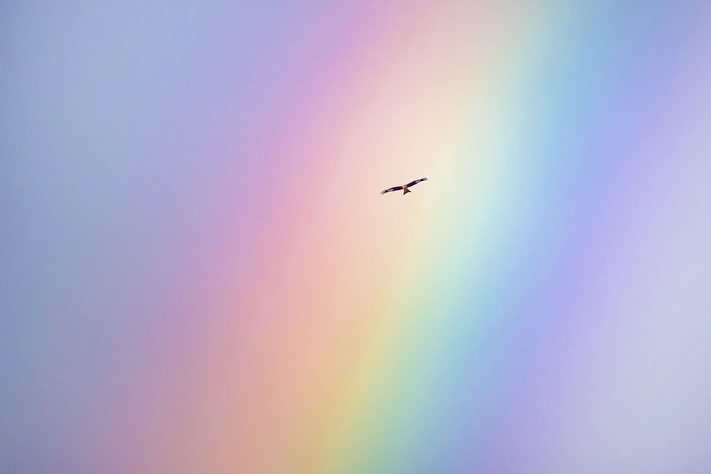 Red Kite (Milvus milvus) in the rainbow