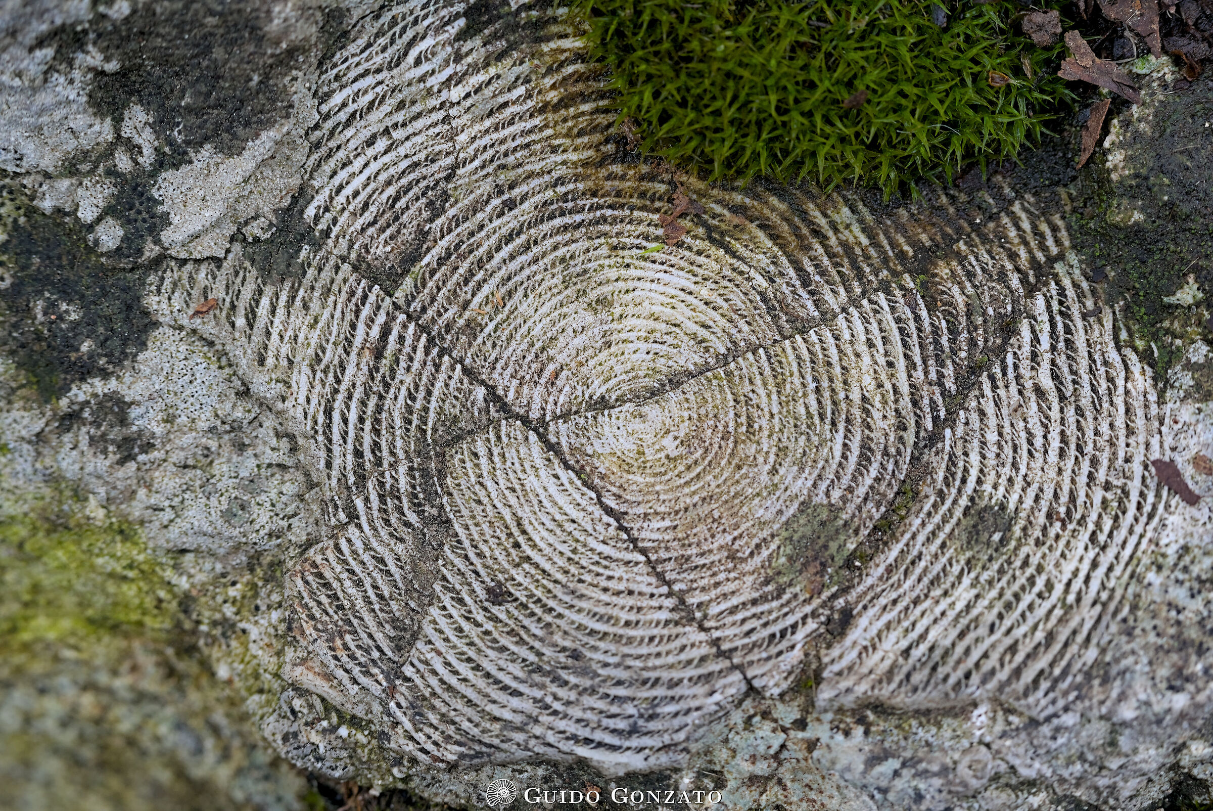 La spirale del tempo