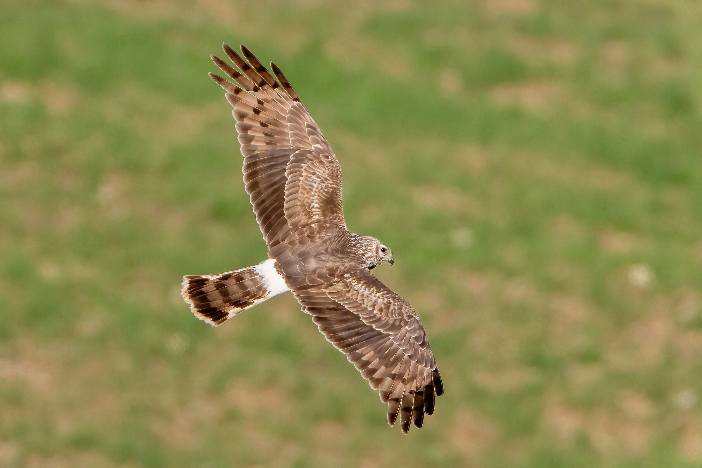 Hen Harrier (Circus cyaneus)