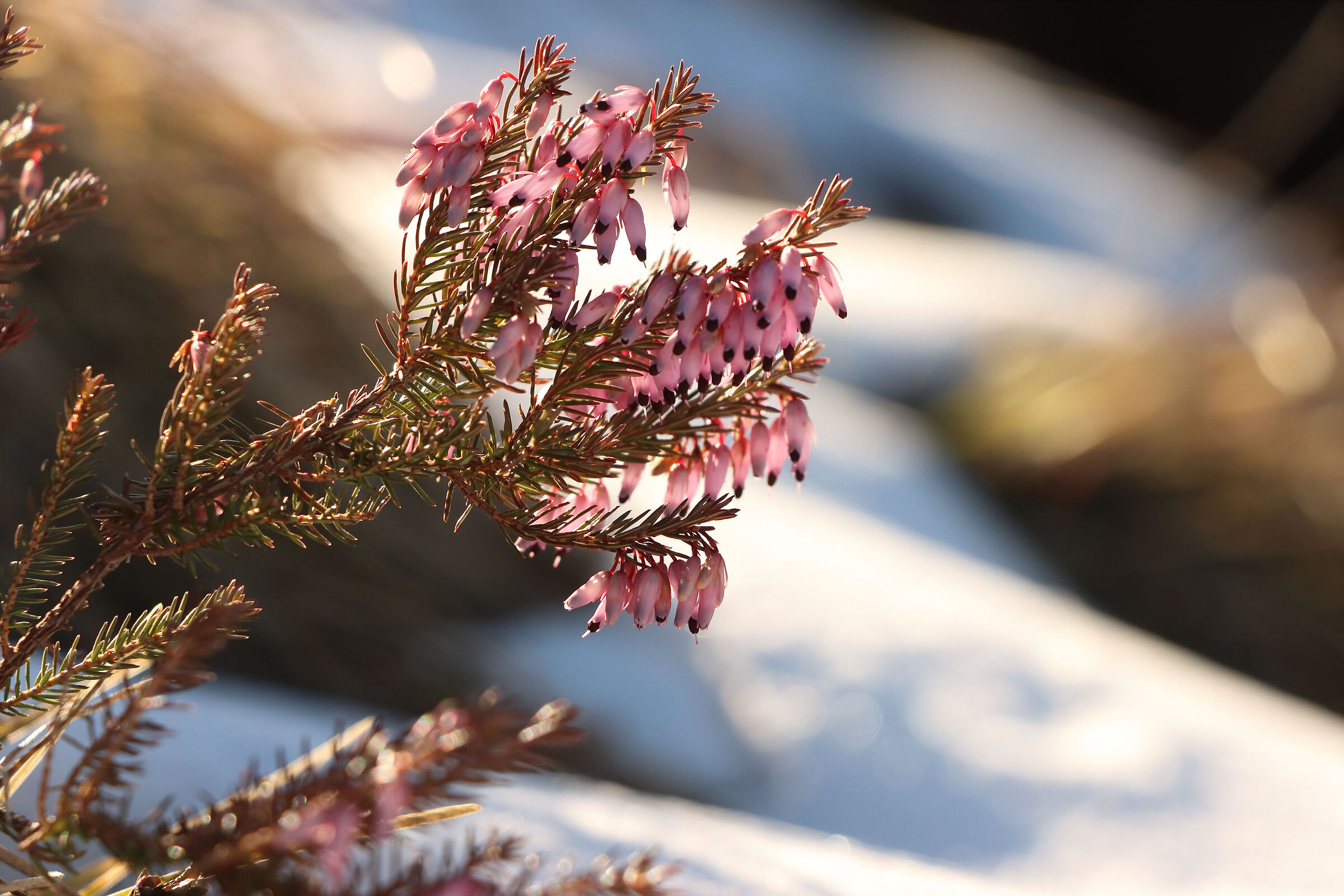 heather in the snow