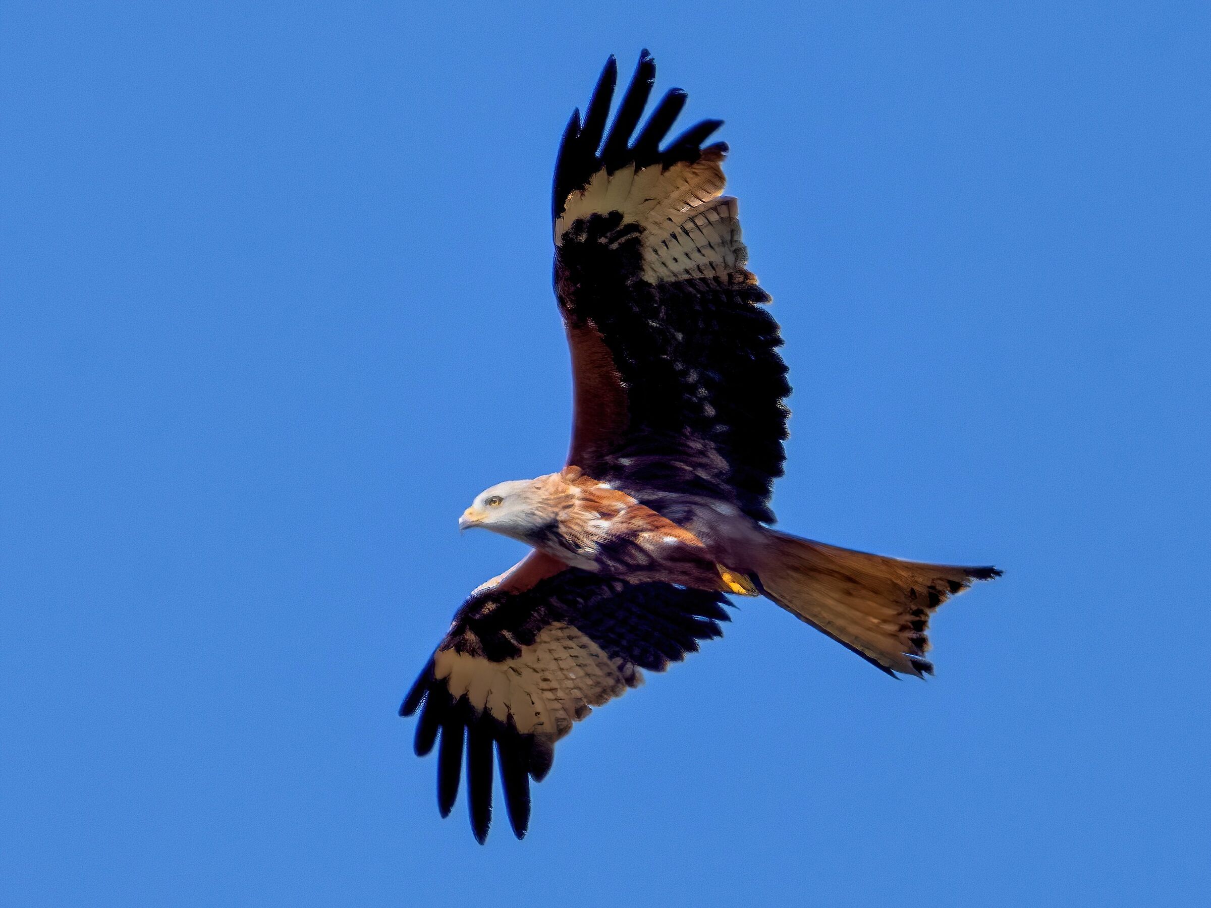 Red Kite (Milvus milvus)