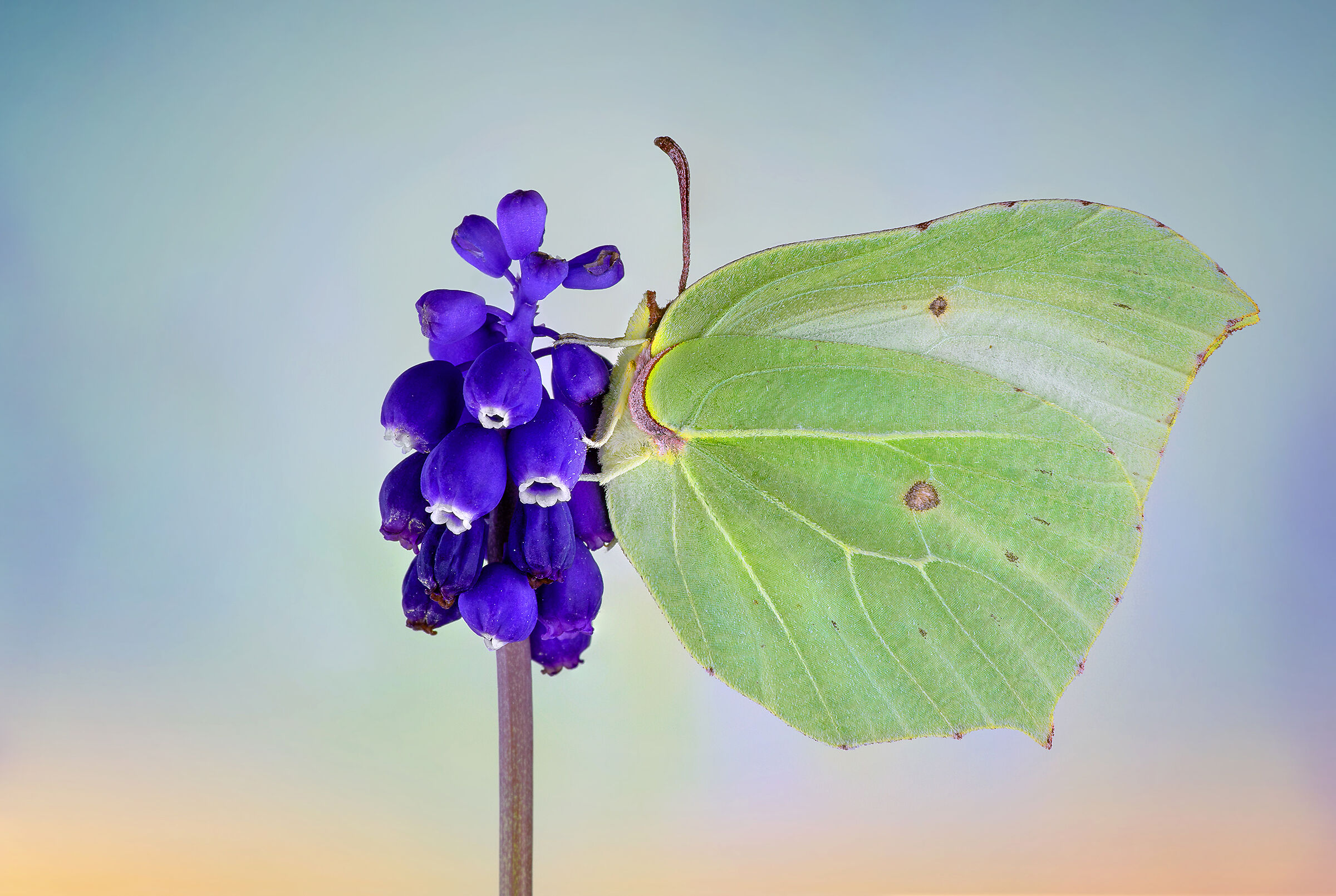 Gonepteryx cleopatra on Muscari