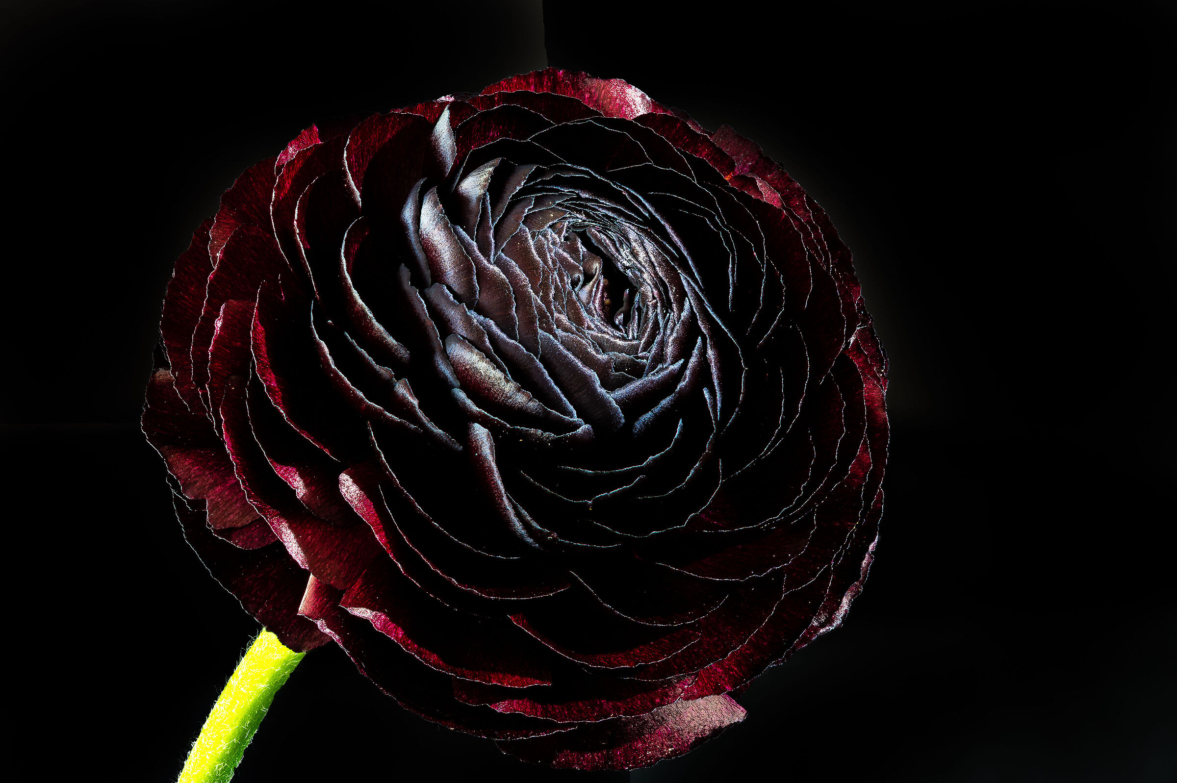Ranunculus asiaticus