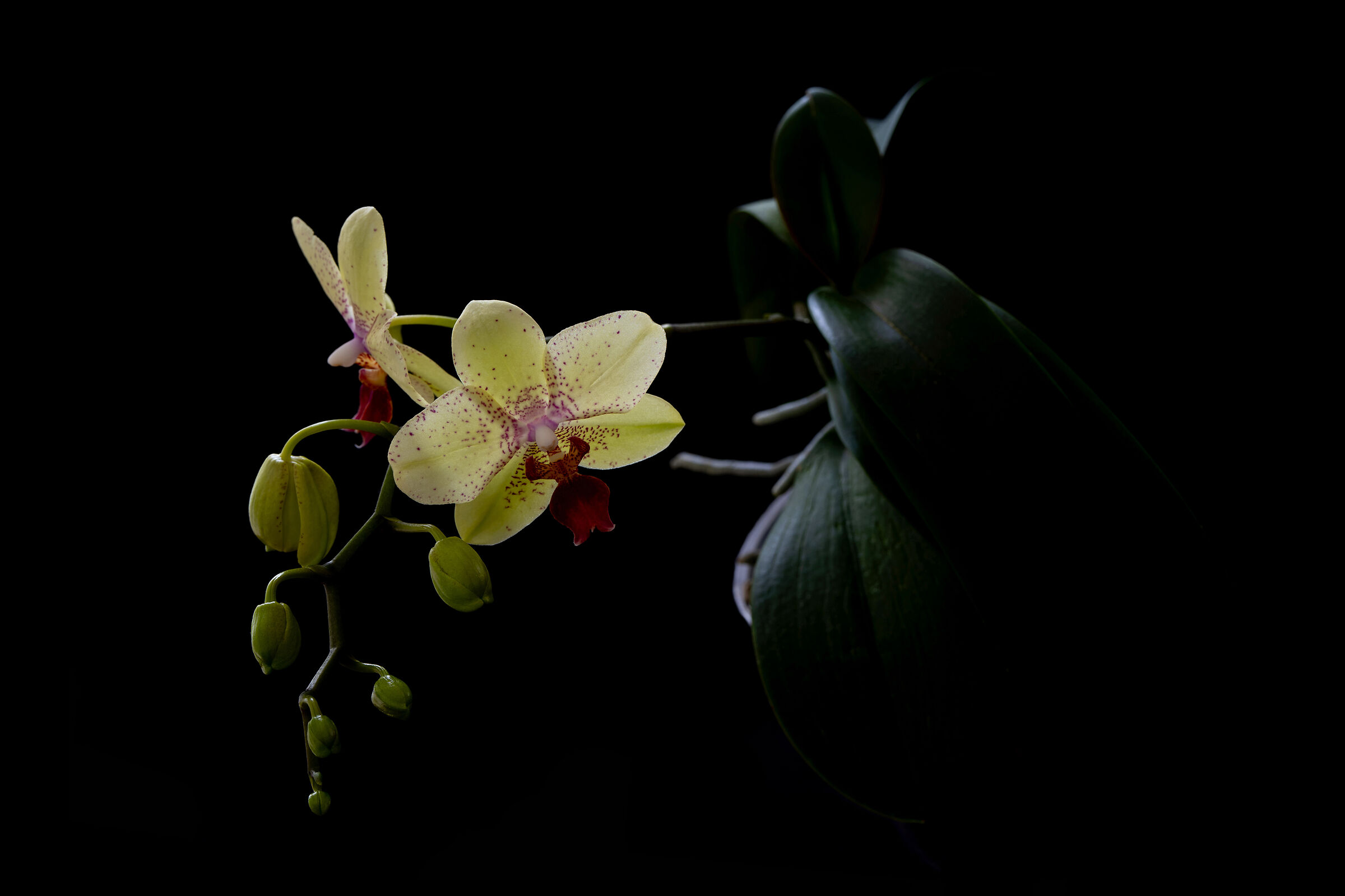 Phalaenopsis