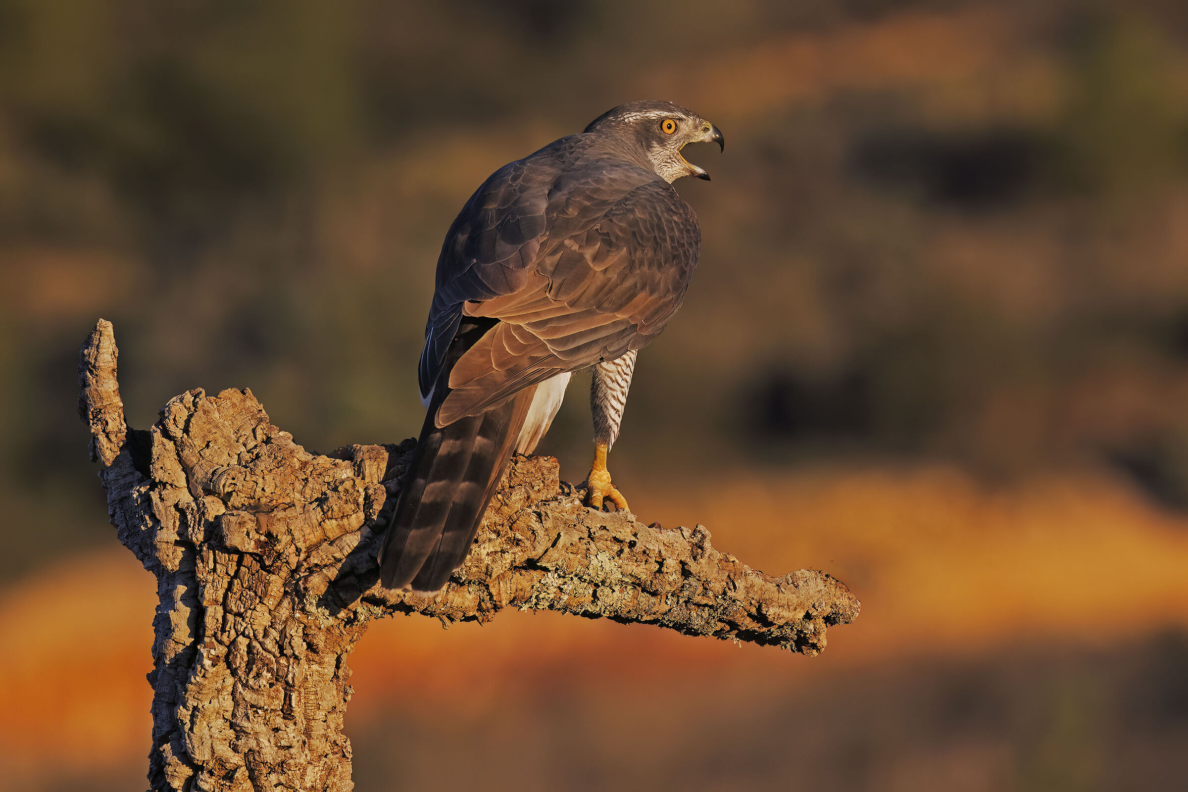 The call of the Goshawk