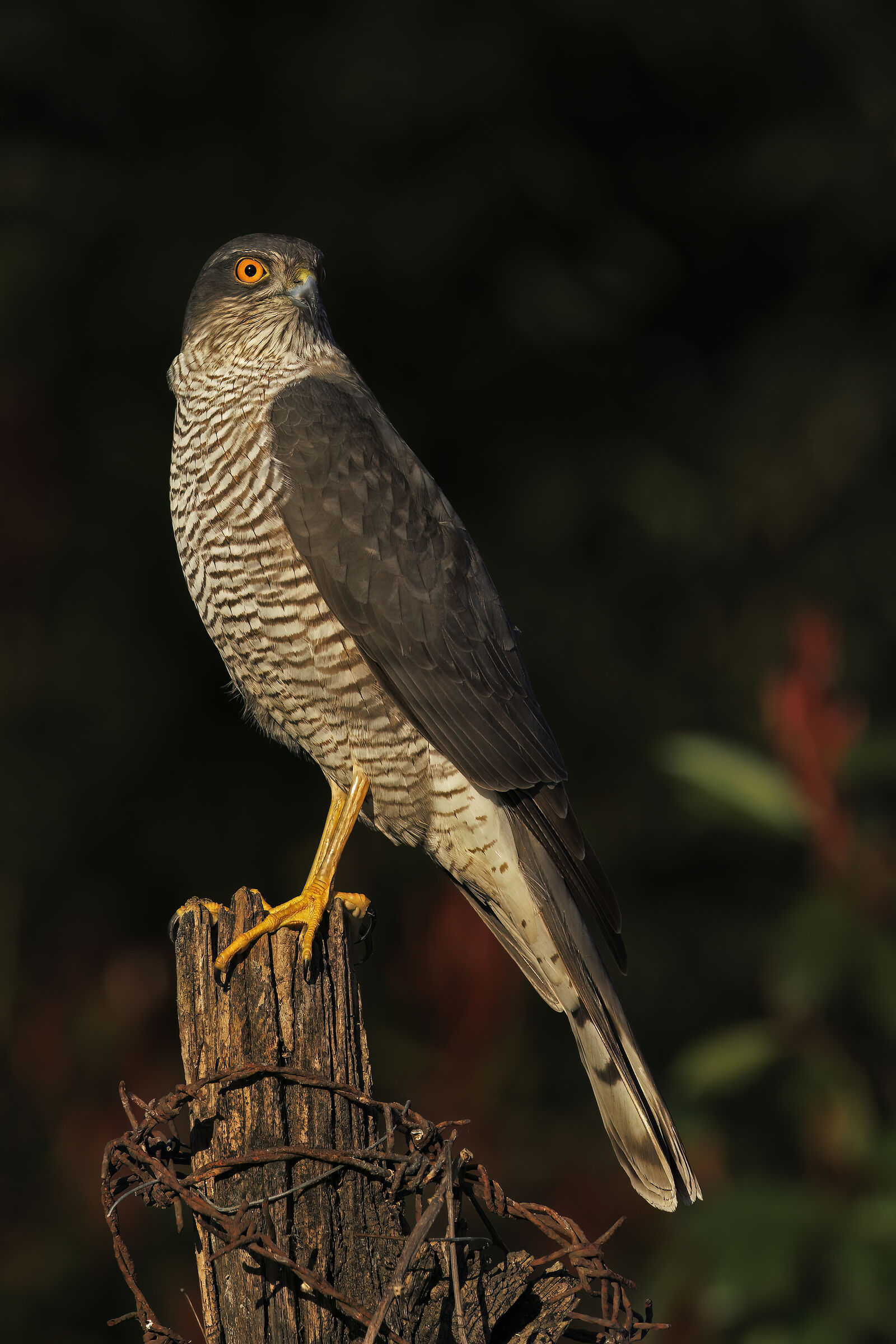 Sparrowhawk ?