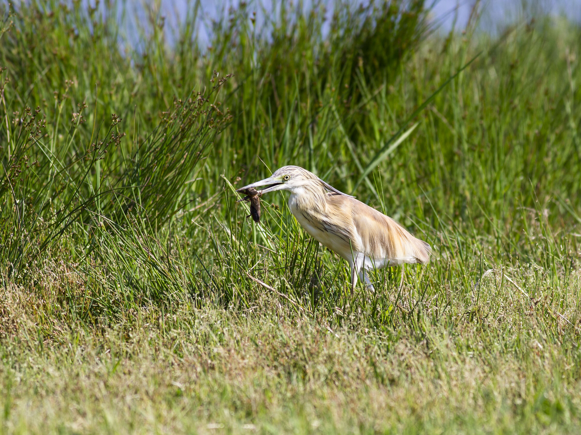 Ma che bel pranzetto