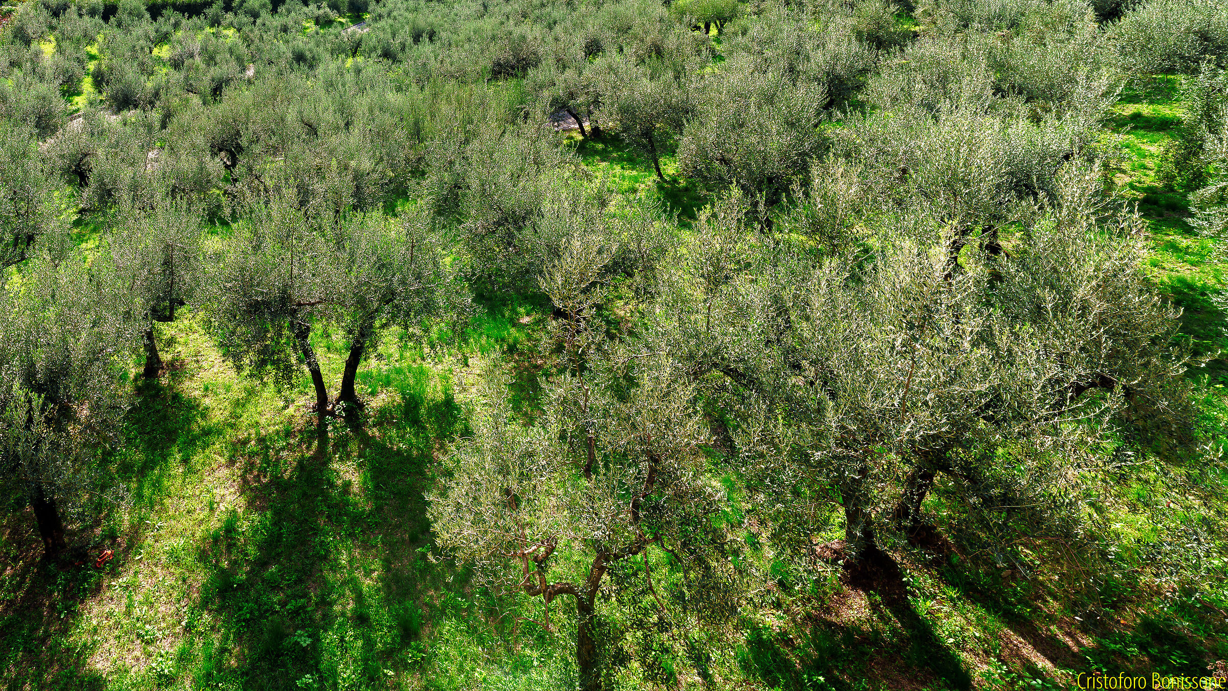Il Giardino degli Ulivi