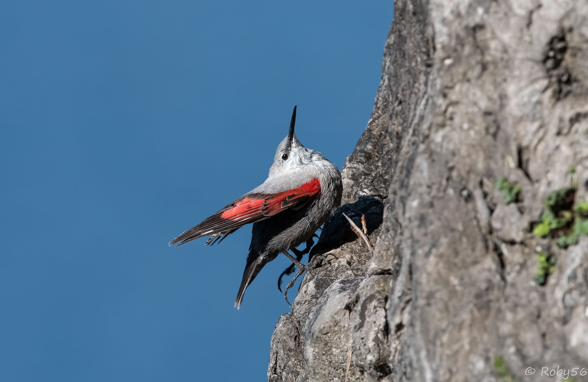 Colors among the rocks.