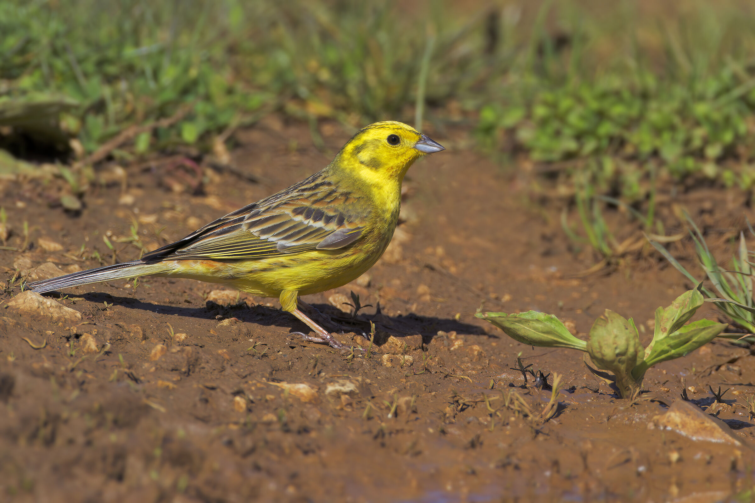 Yellowhammer