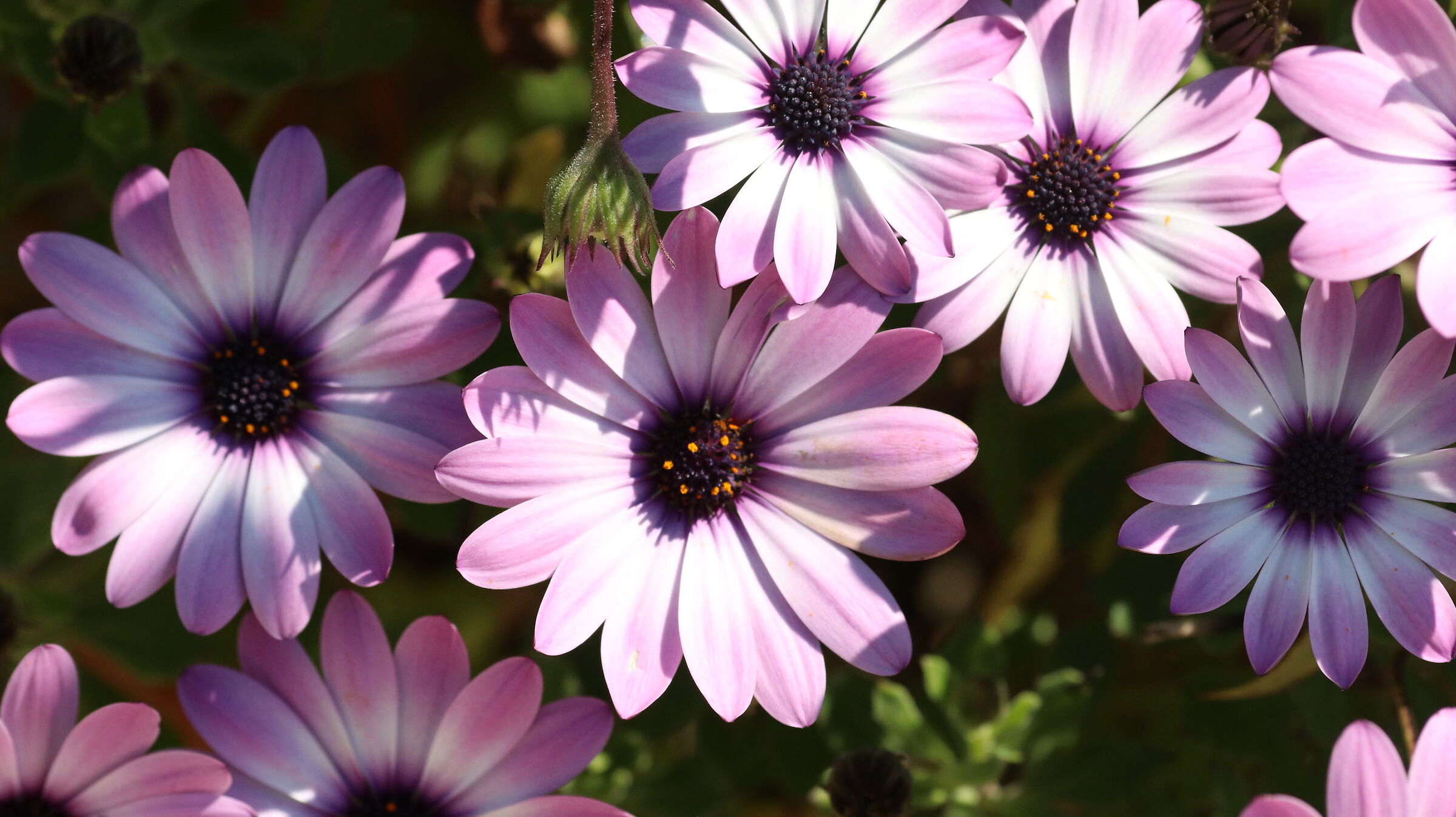 " Crop 216 " Canon 135 F. 2 L usm, D 80