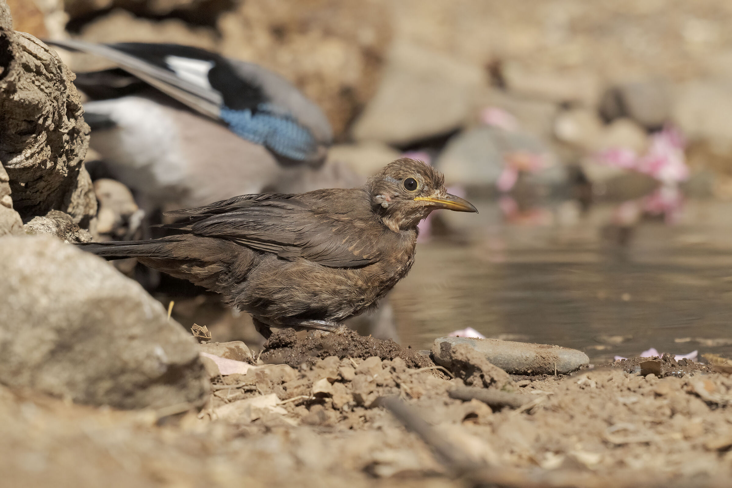 giovane merlo parassitato da acari