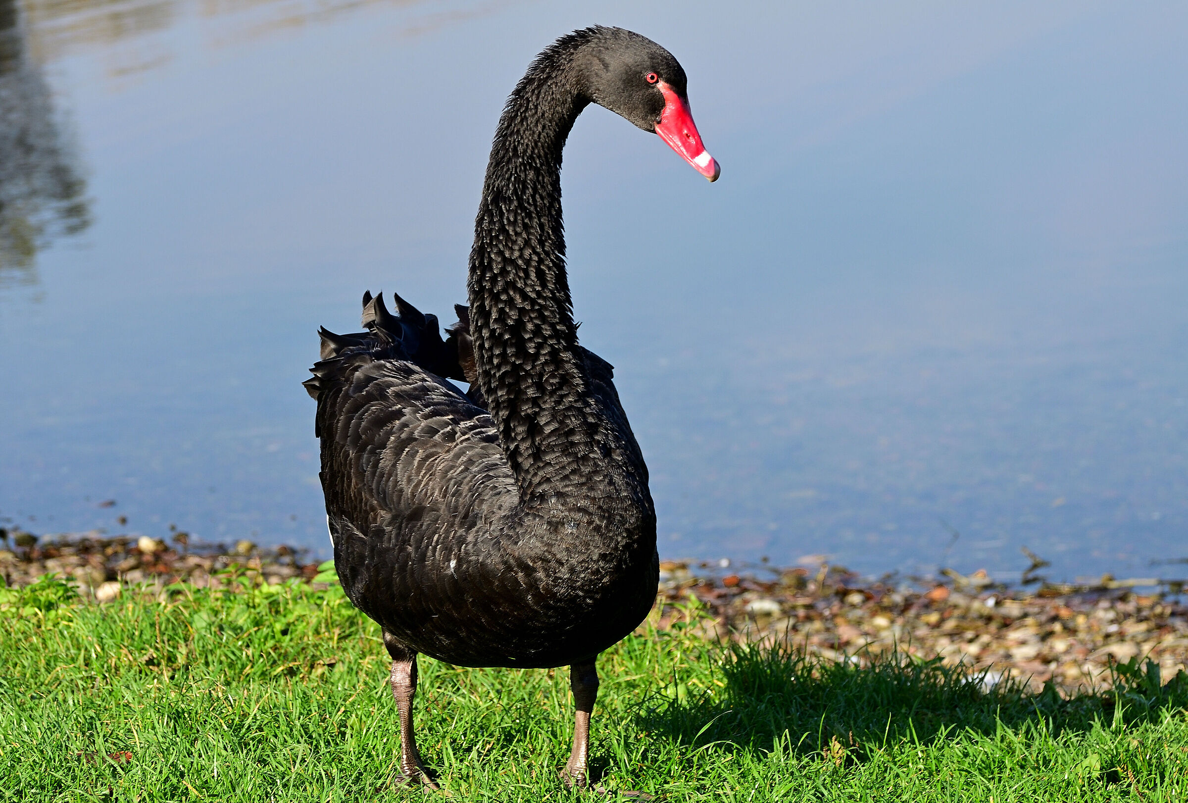 Black swan