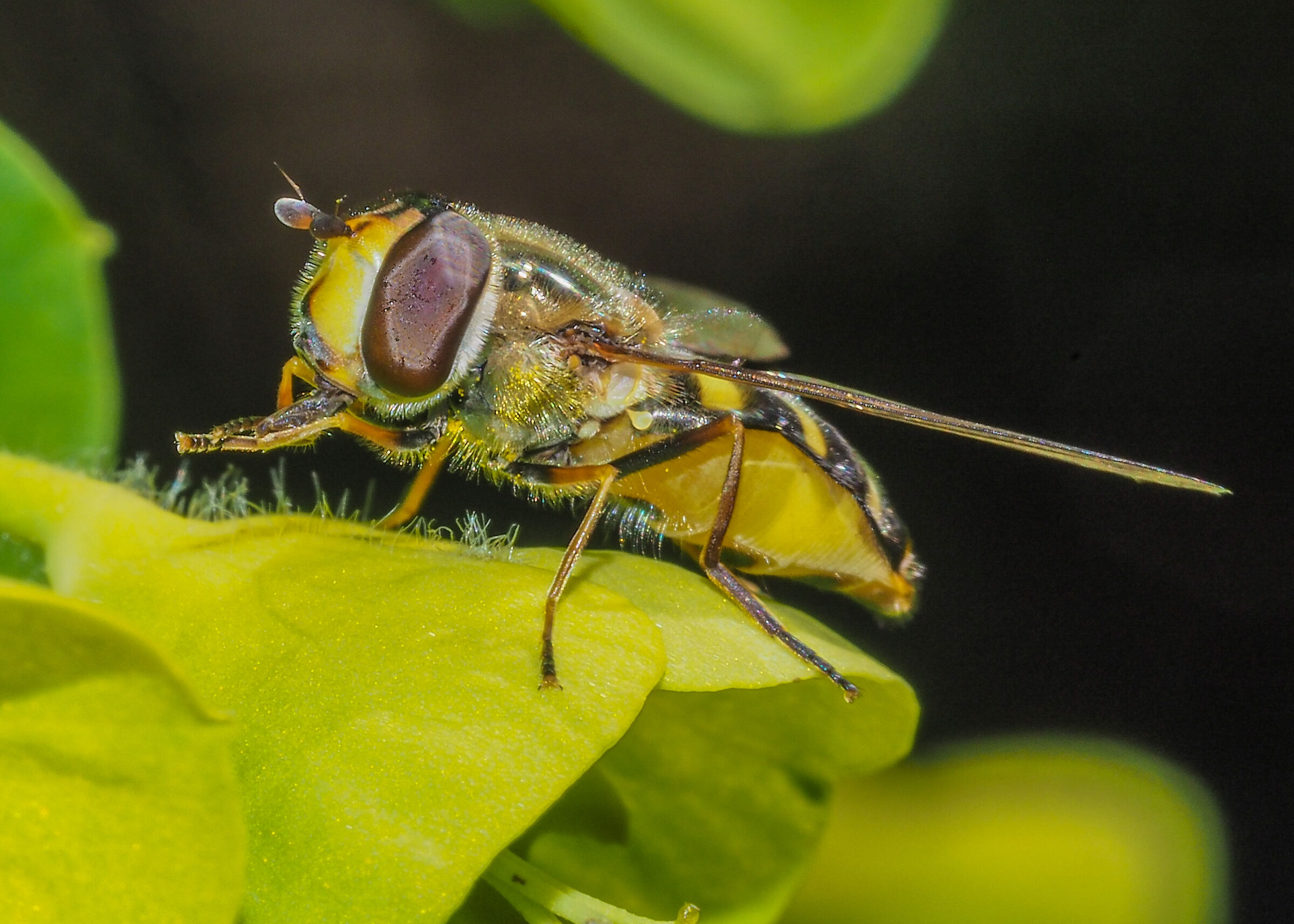 Episyrphus balteatus