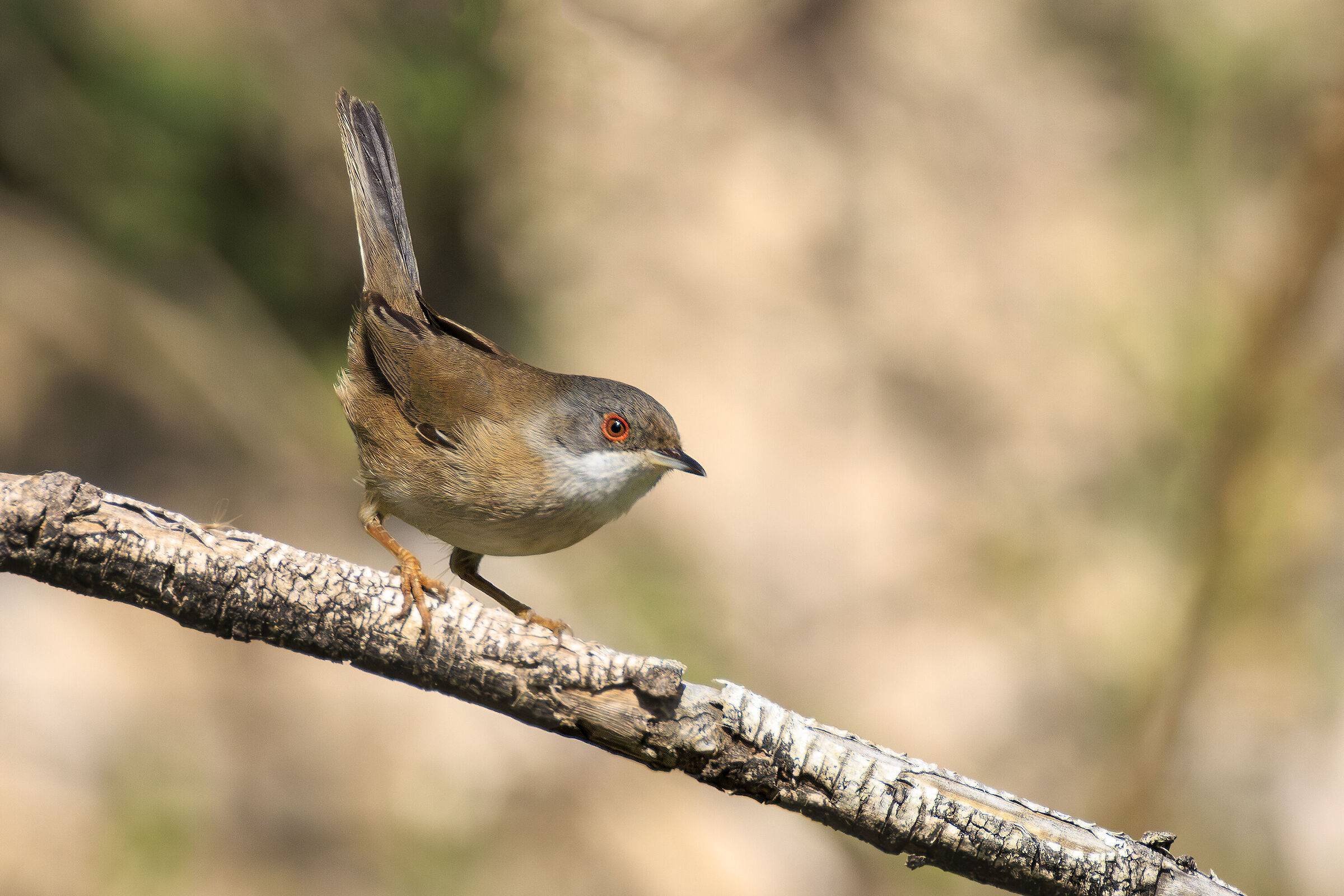 Occhiocotto F