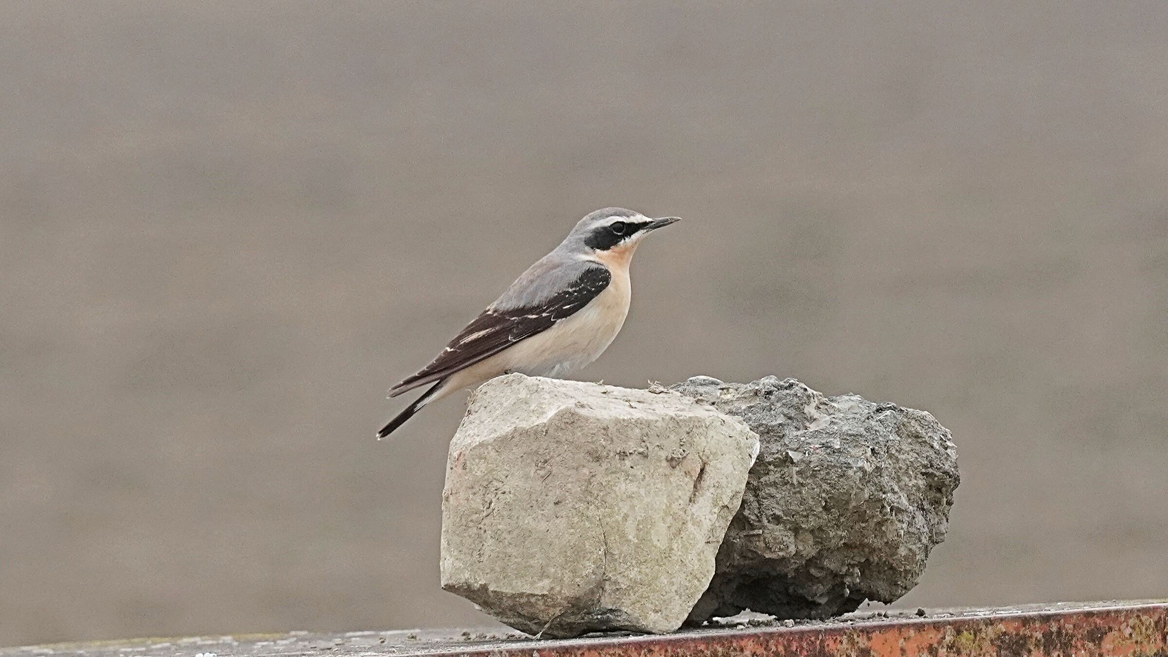 Northern wheatear