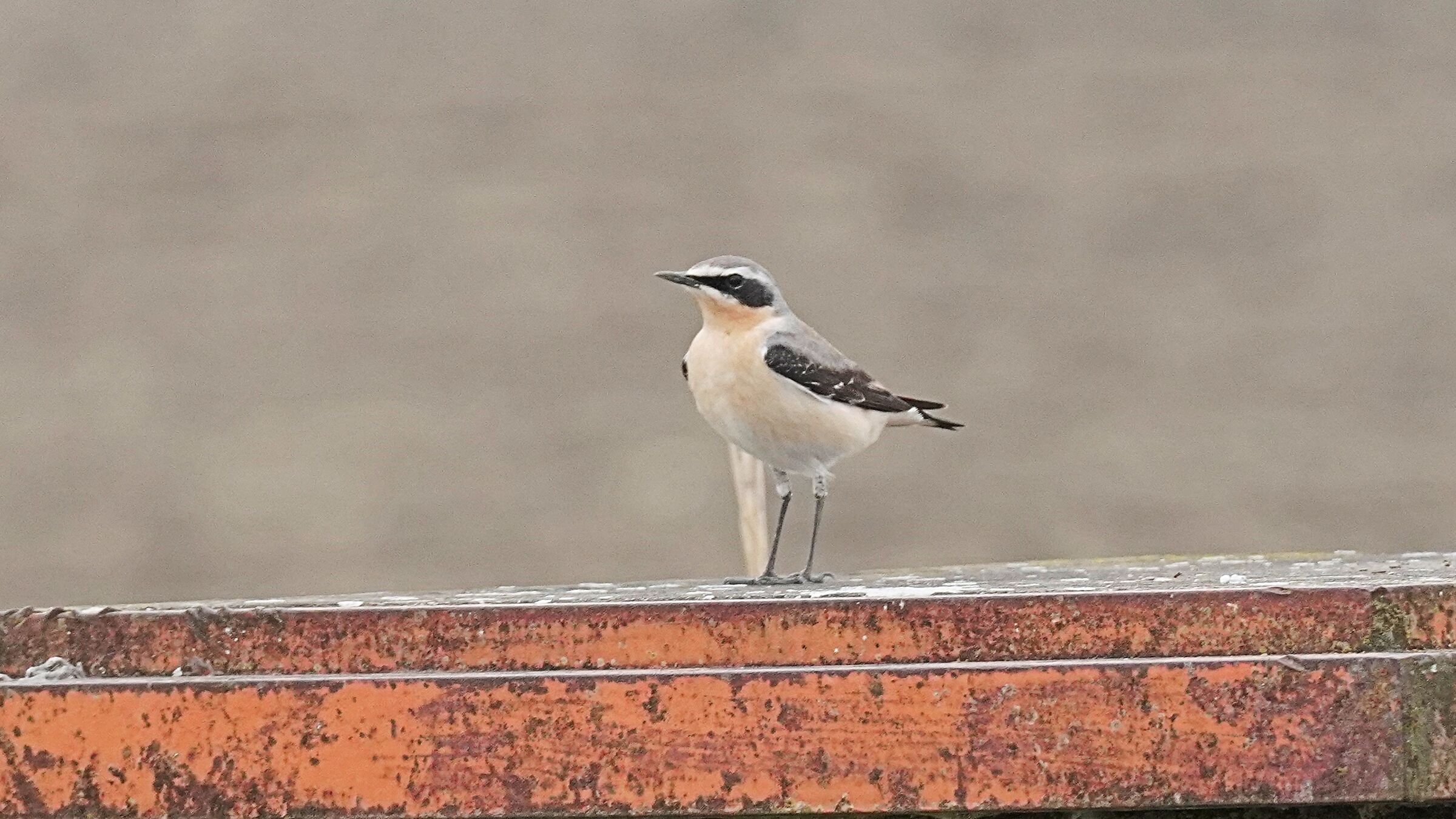 Northern wheatear