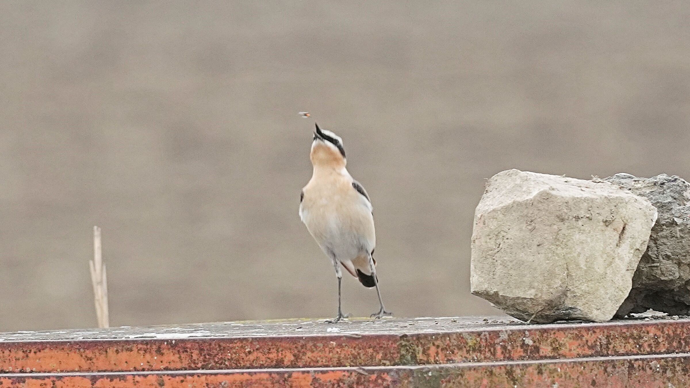 Northern wheatear