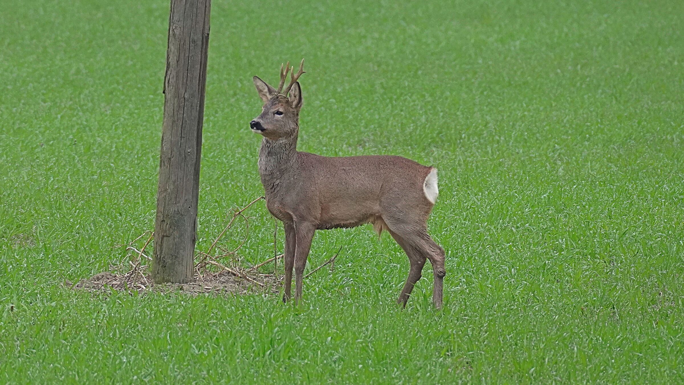 Roe deer