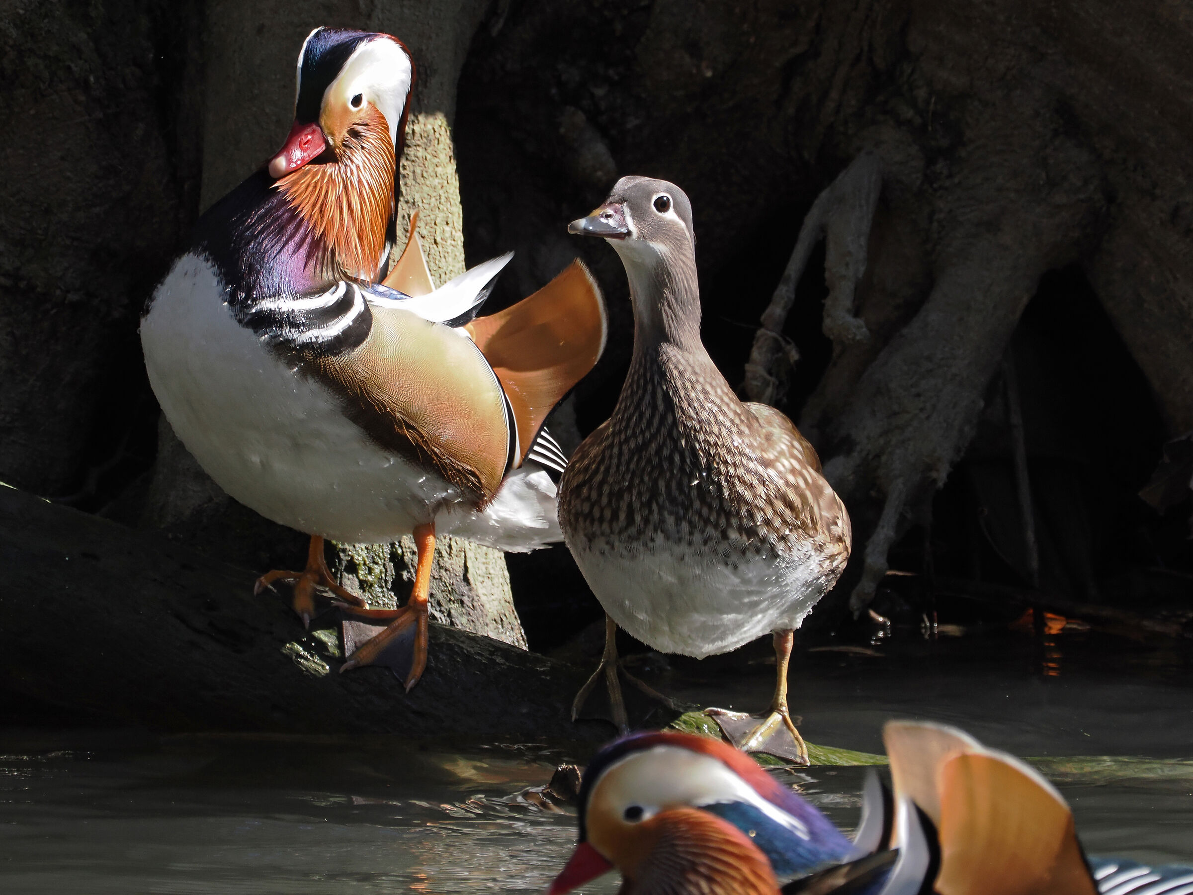 The intruder passes by