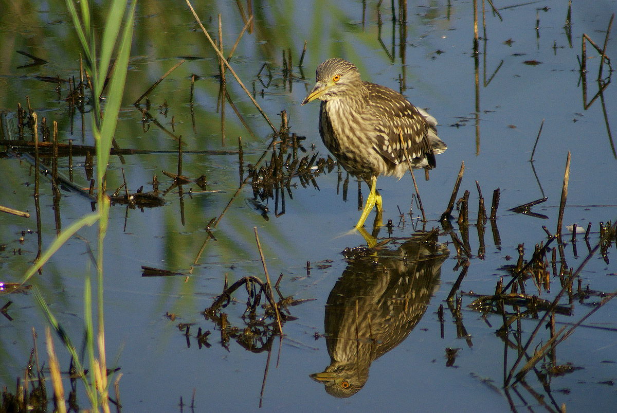 Night Heron young