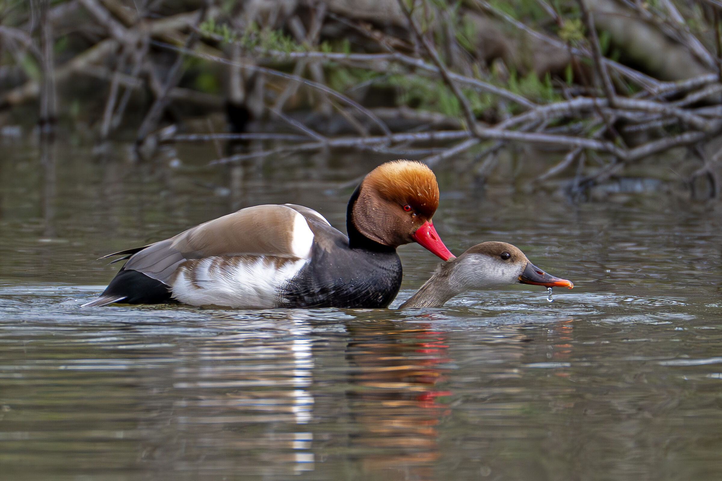 Love is in the air: Mating of the Turkish Fistions