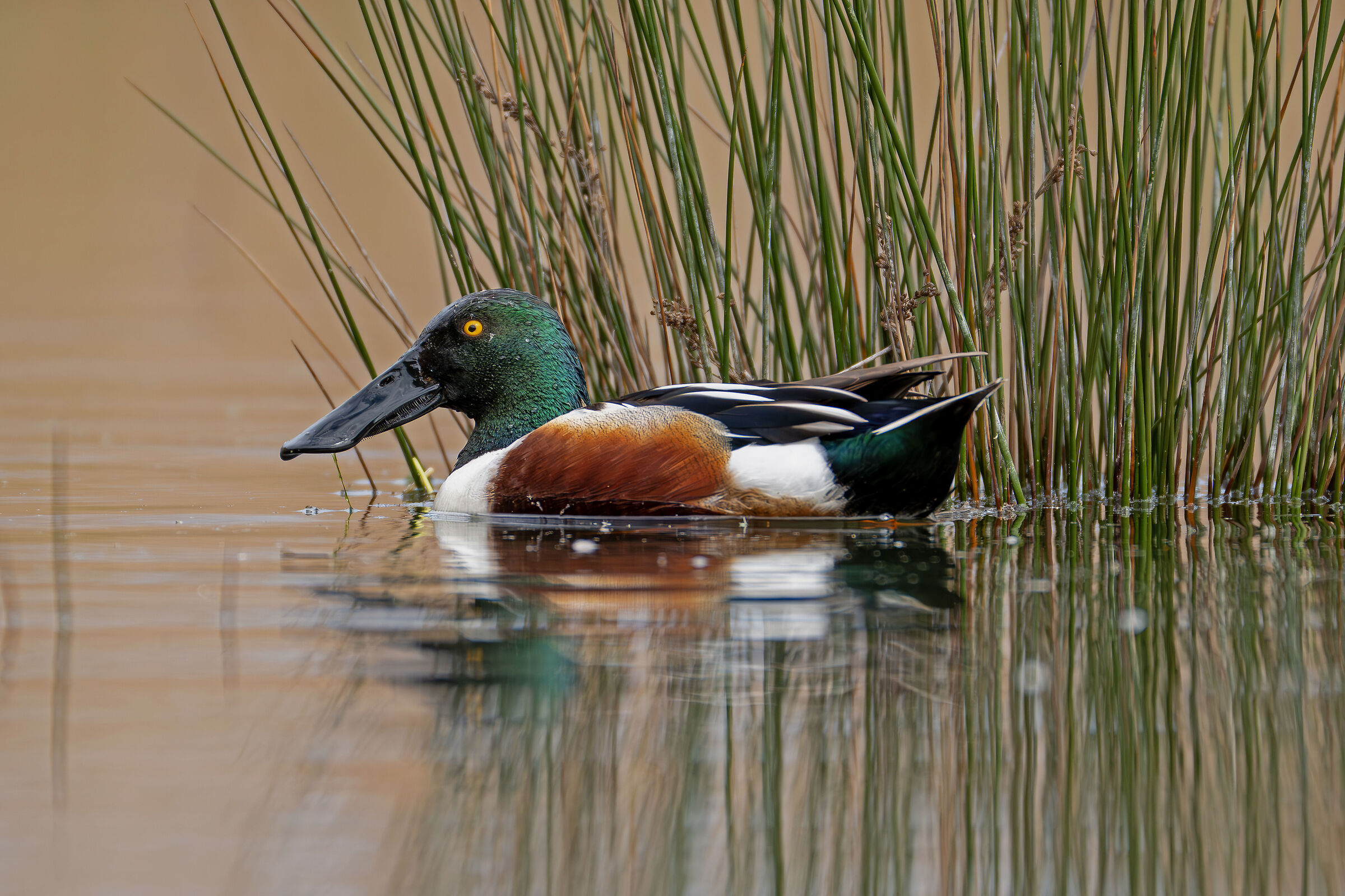 the beauty of the Shoveler