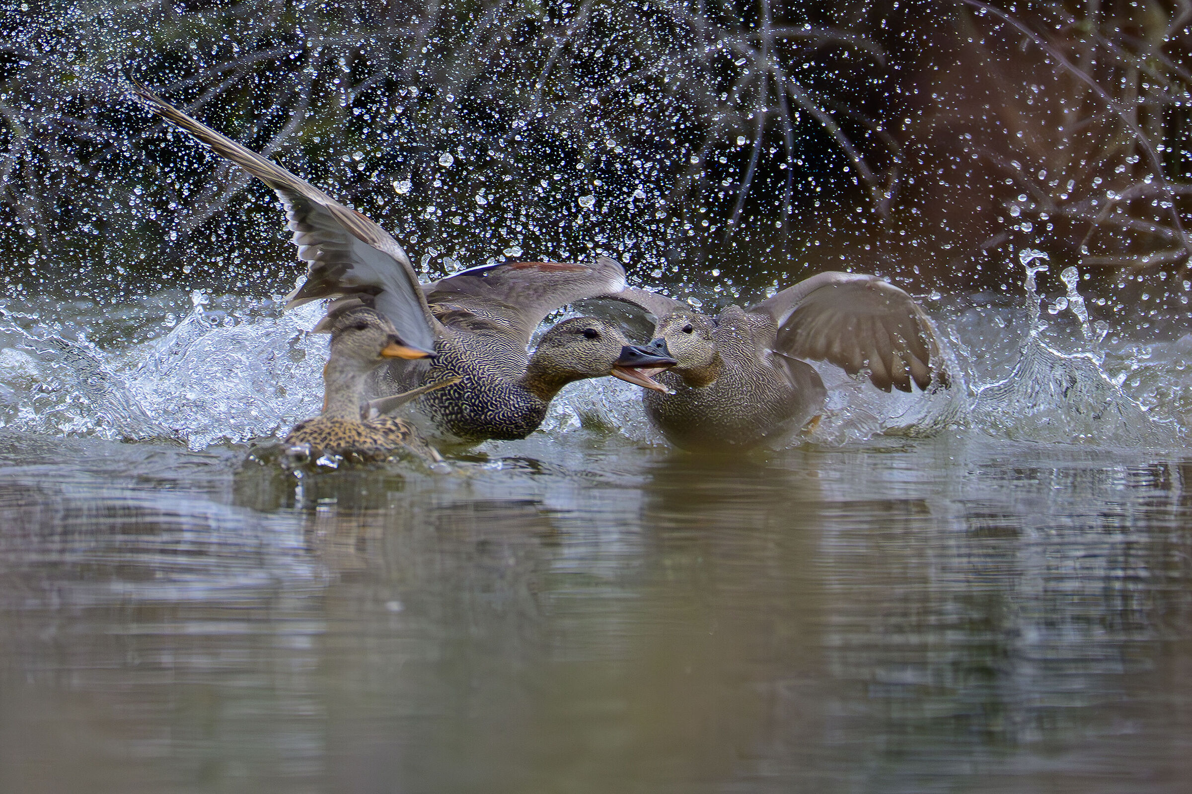 Bickering between Gadwall