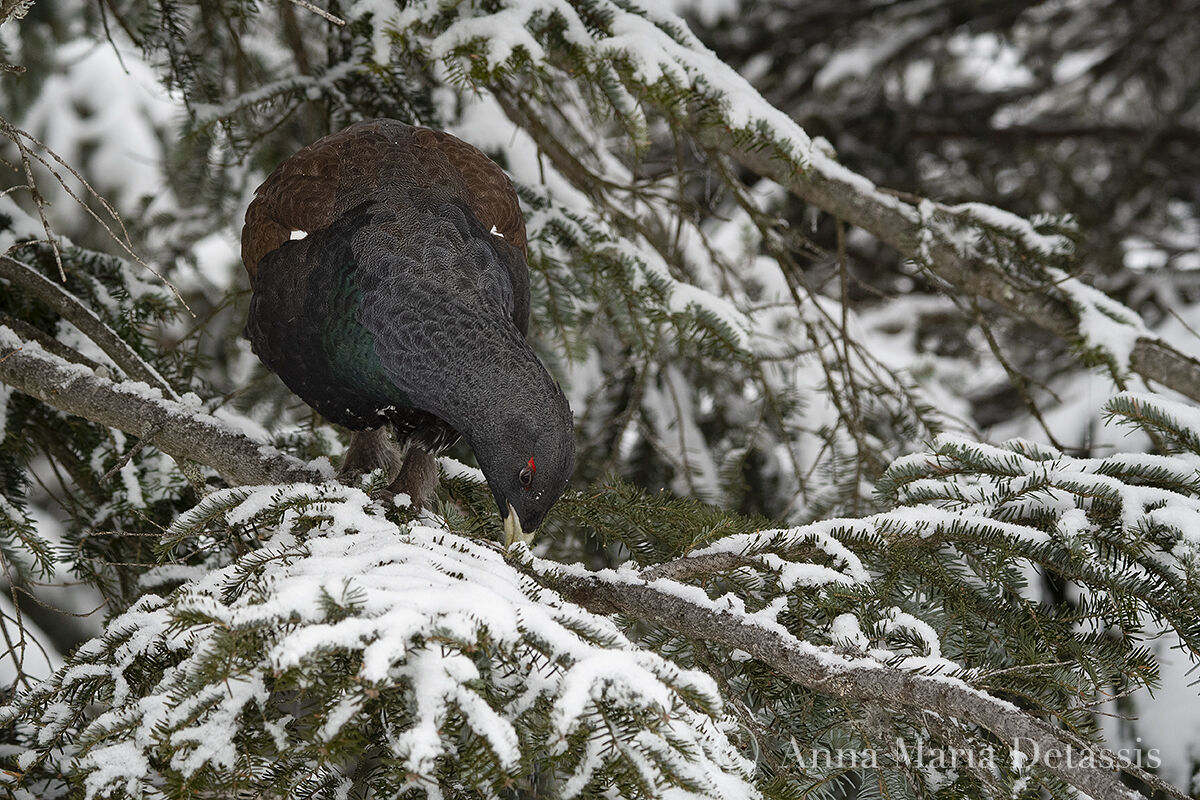 Capercaillie (Tetra urogallus)