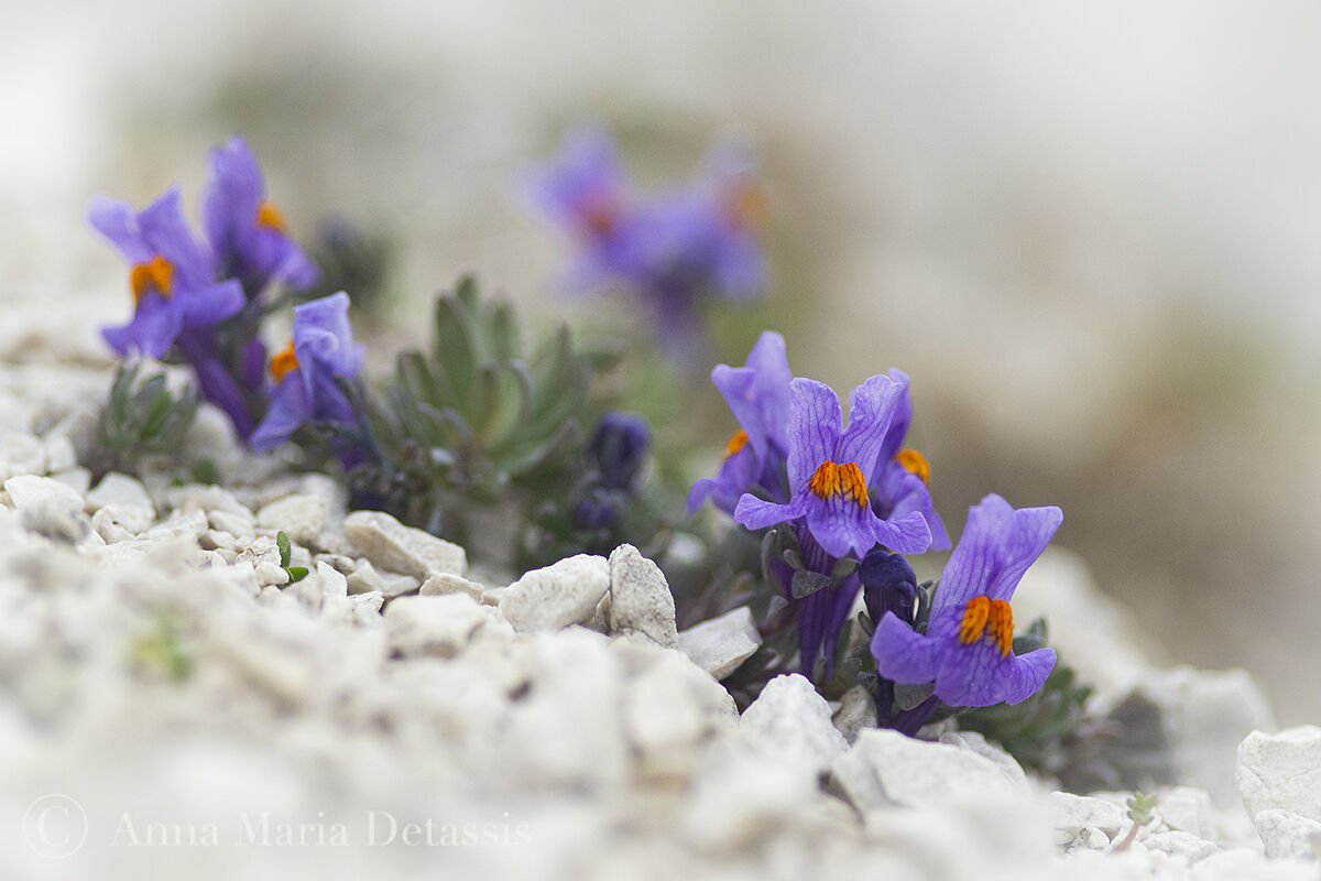 Linaria alpina