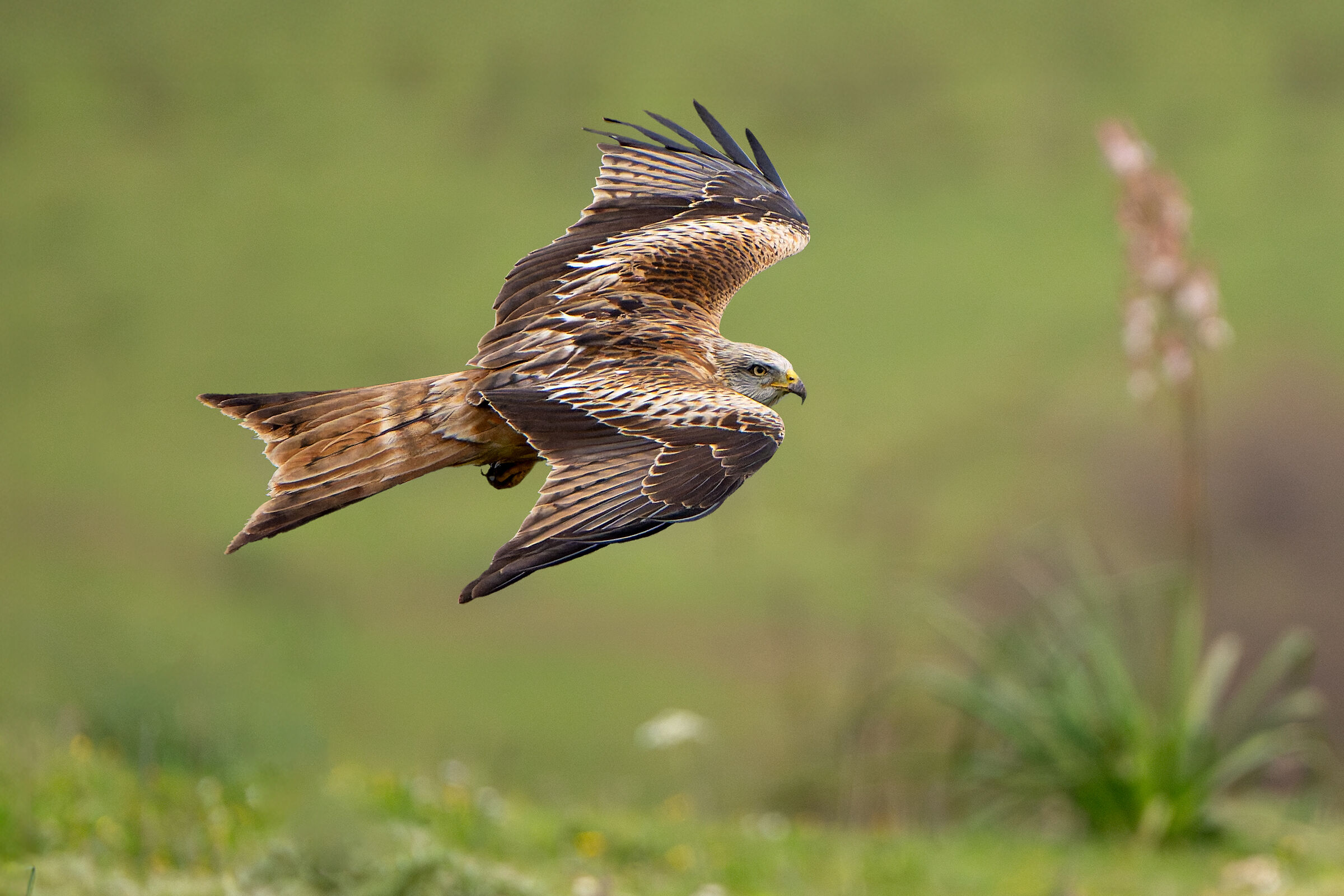 Red kite