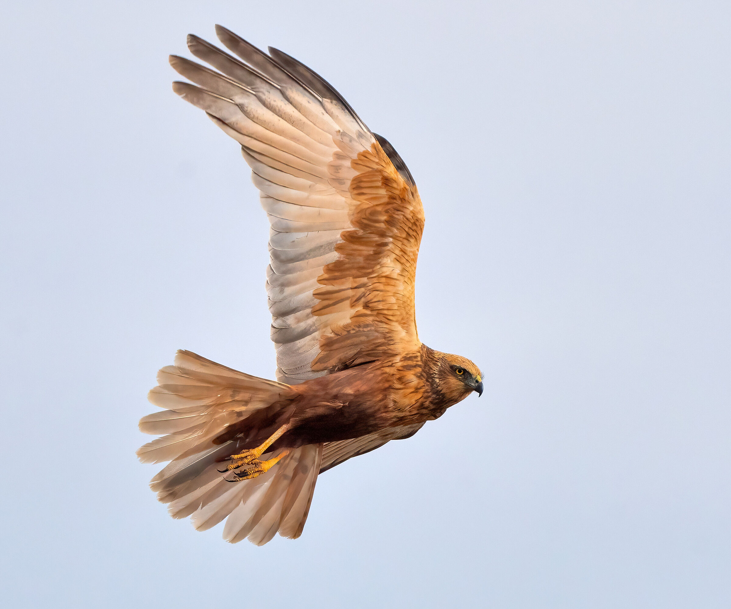 Marsh Harrier (Circus aeruginosus)