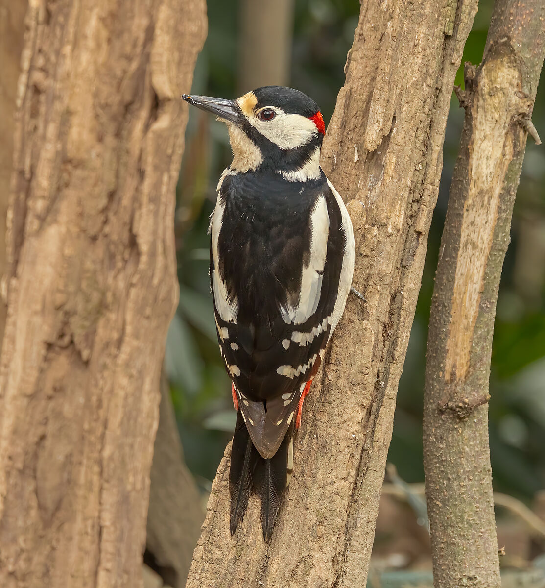 Picchio rosso maggiore maschio