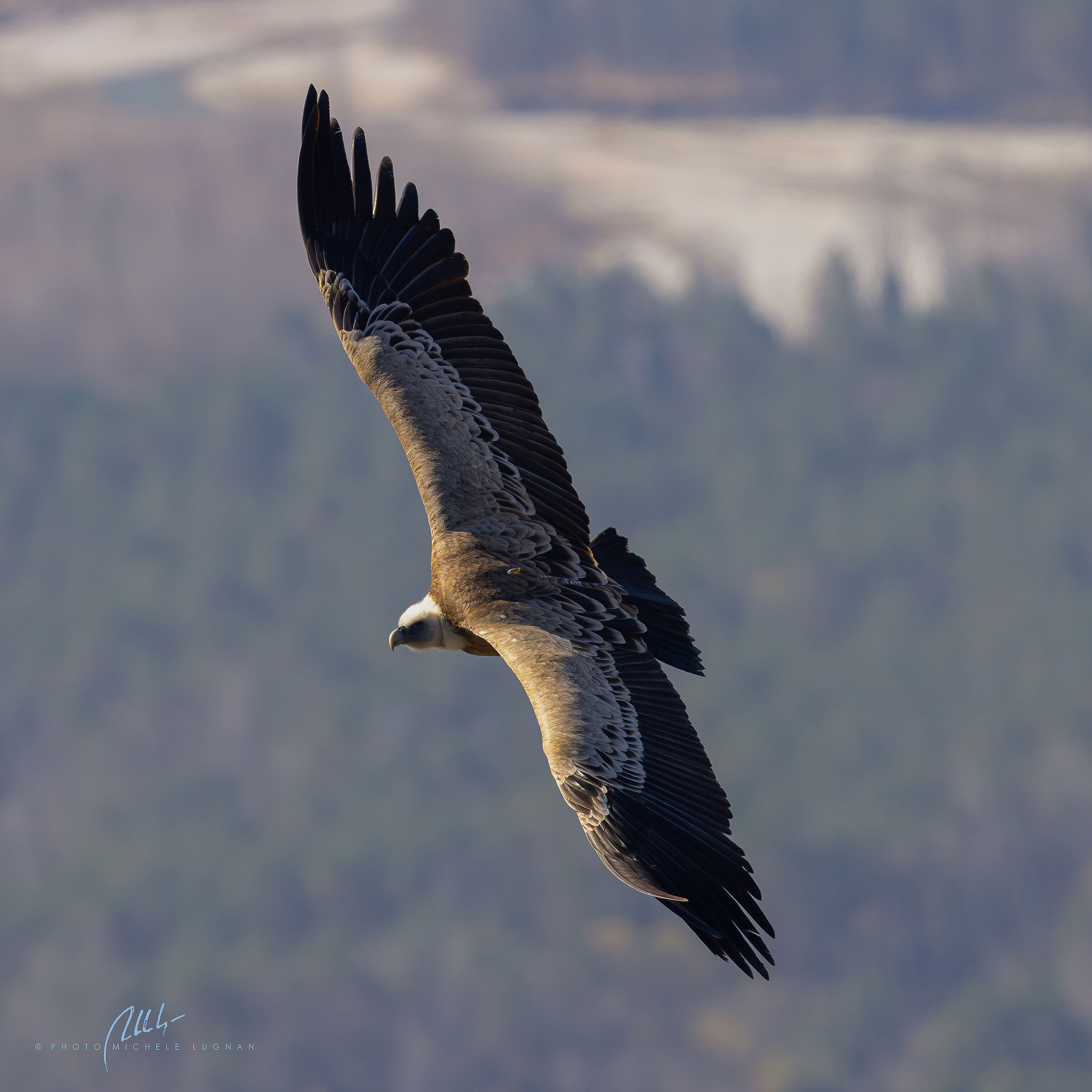 fulvus (Eurasian griffon vulture)