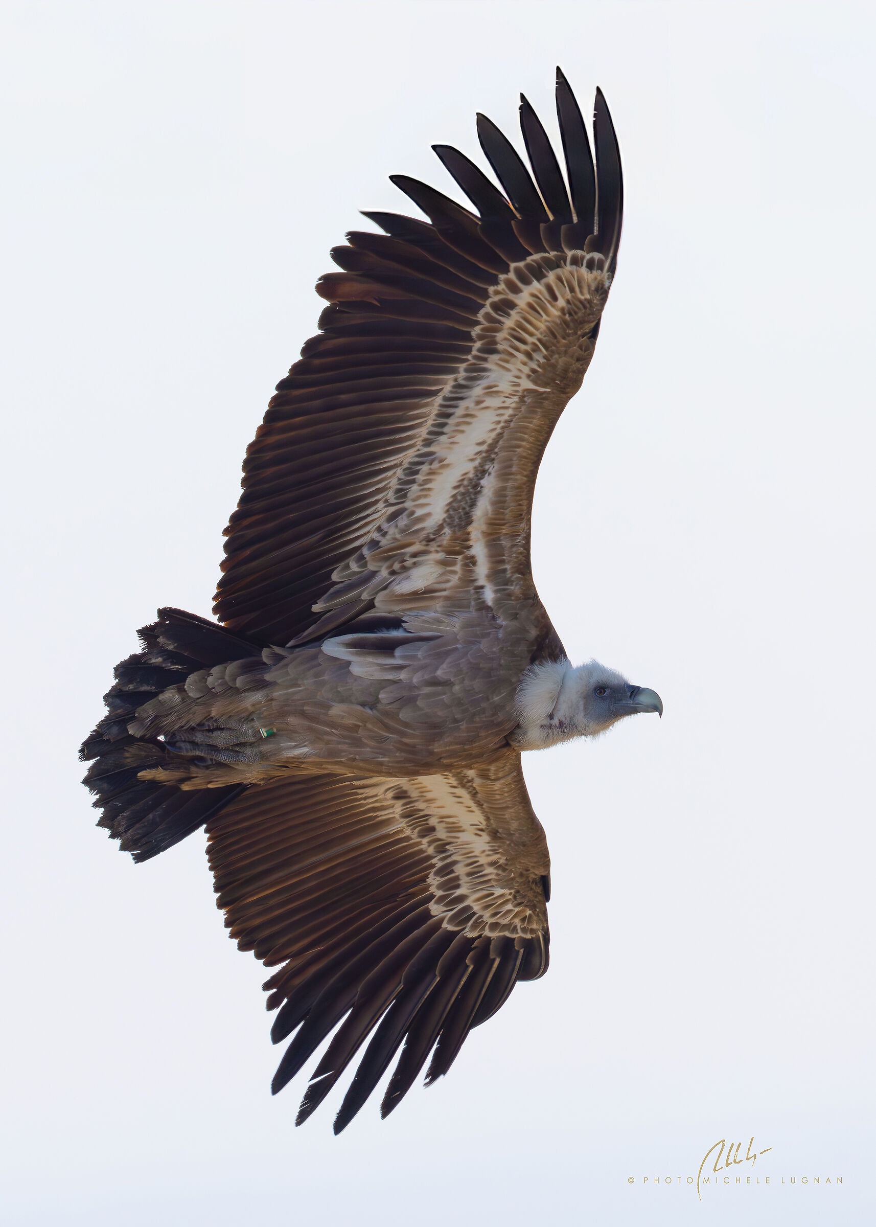 fulvus (Eurasian griffon vulture)