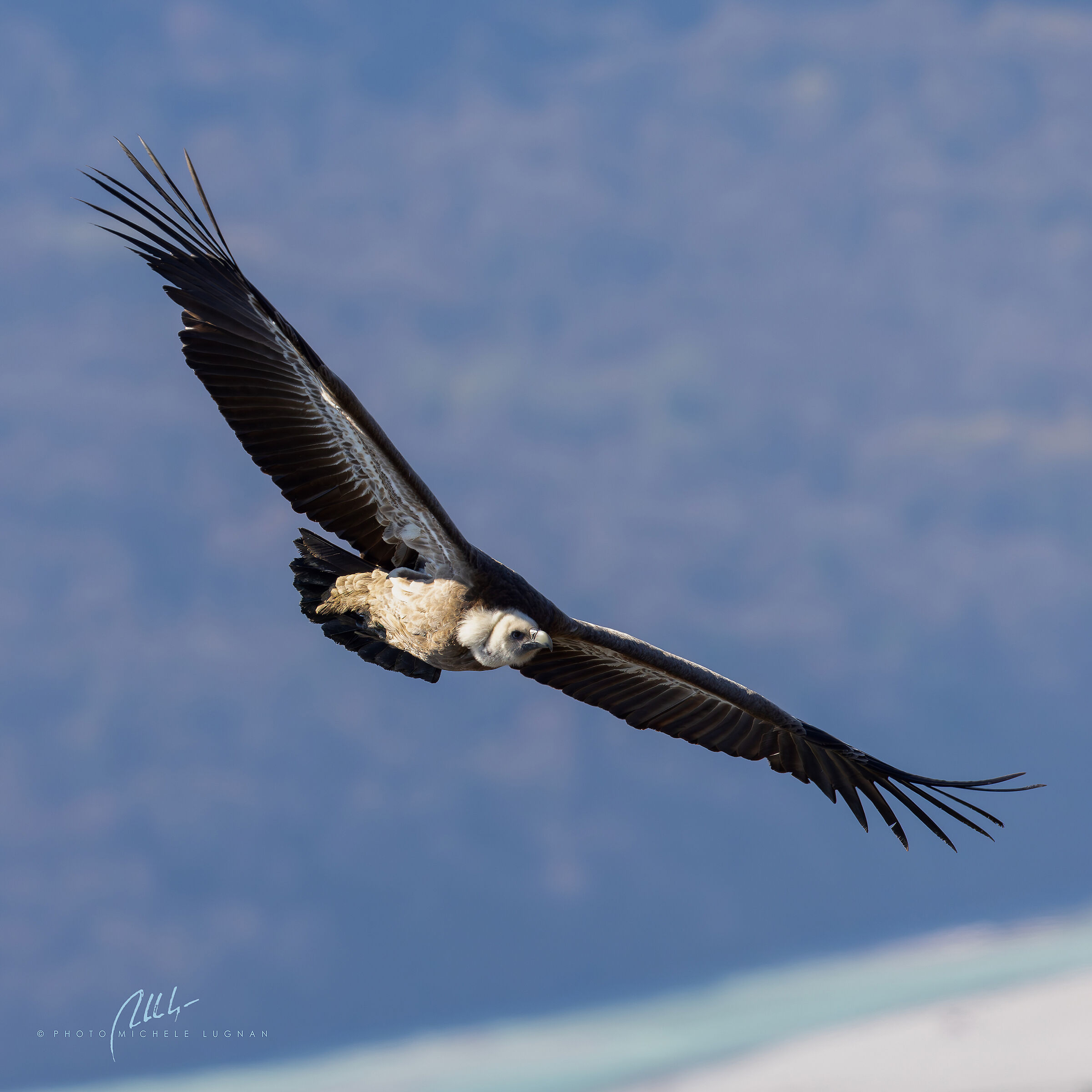 fulvus (Eurasian griffon vulture)