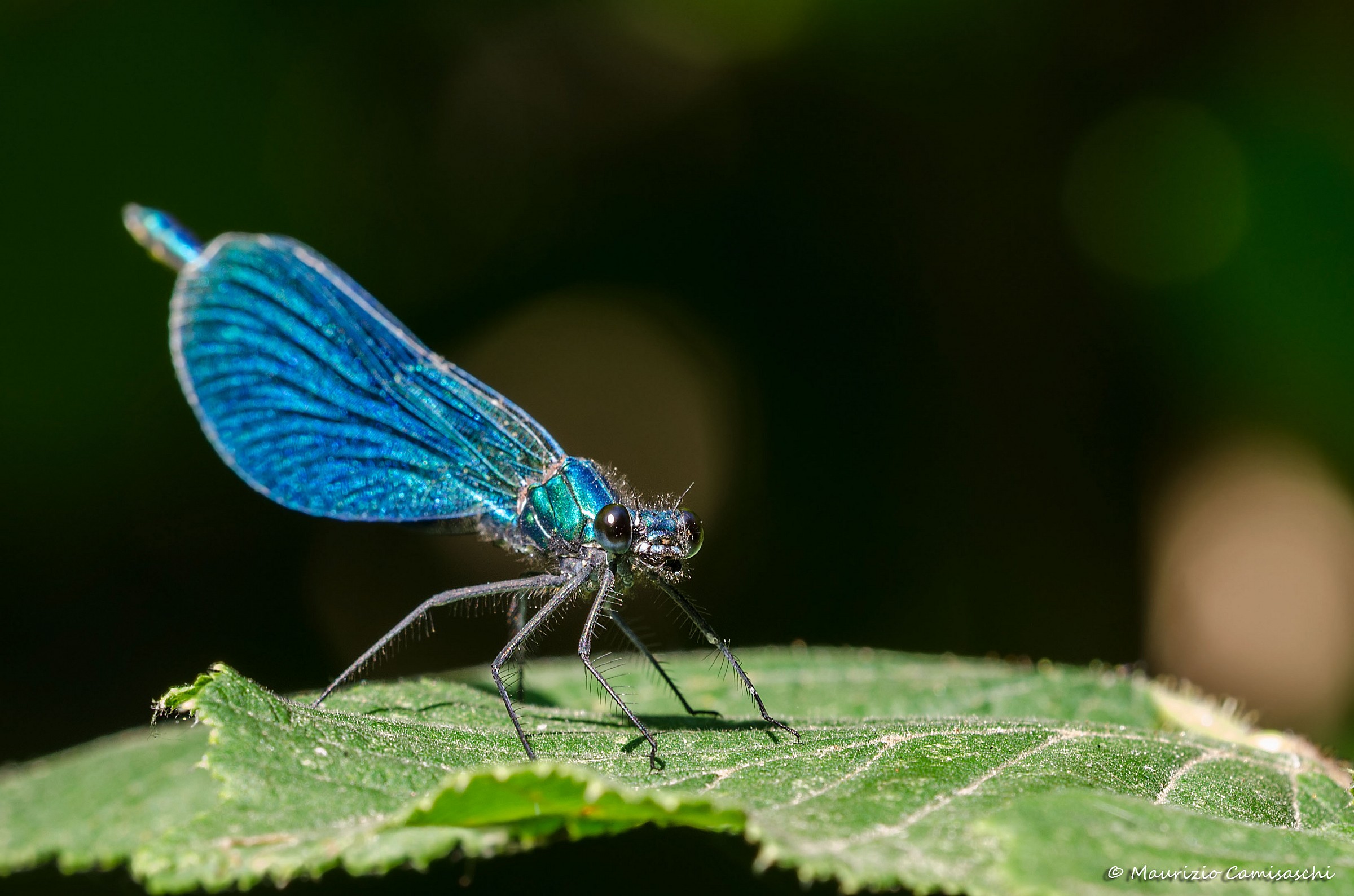 calopteryx virgo