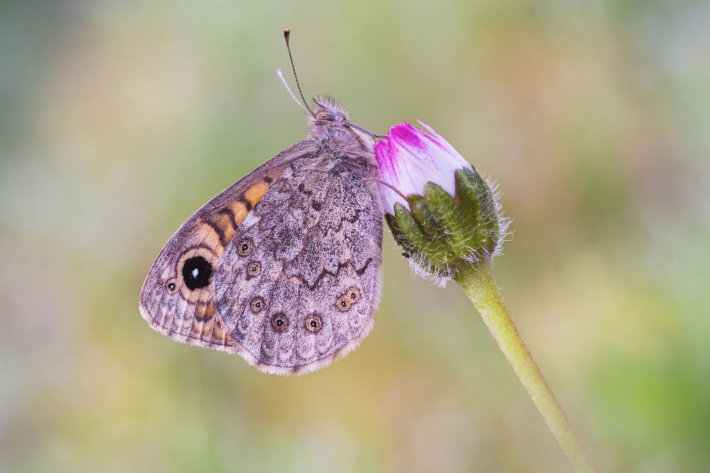 Lasiommata hag (Linnaeus, 1767)