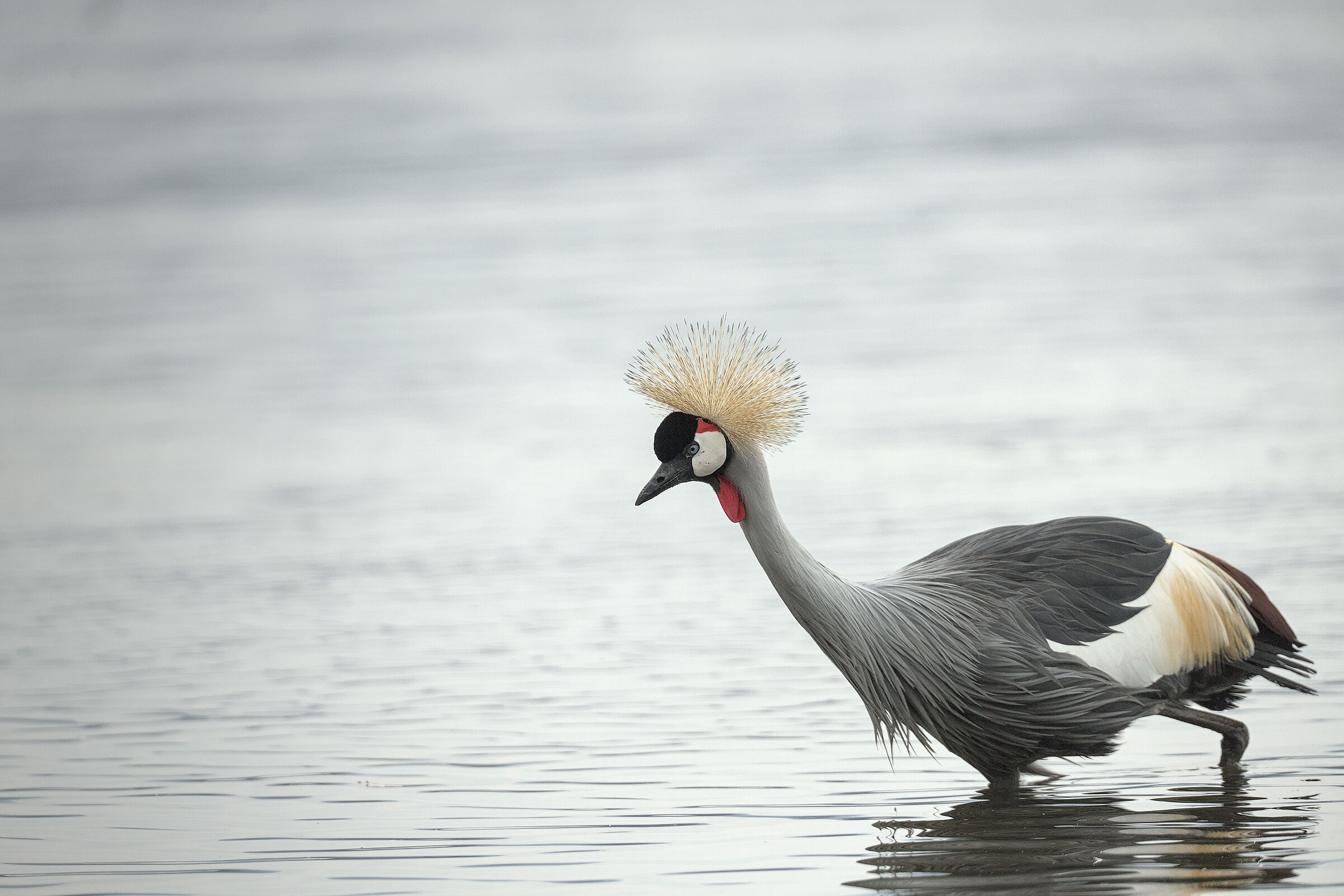 gru coronata sulle sponde della Schiranna ,Varese