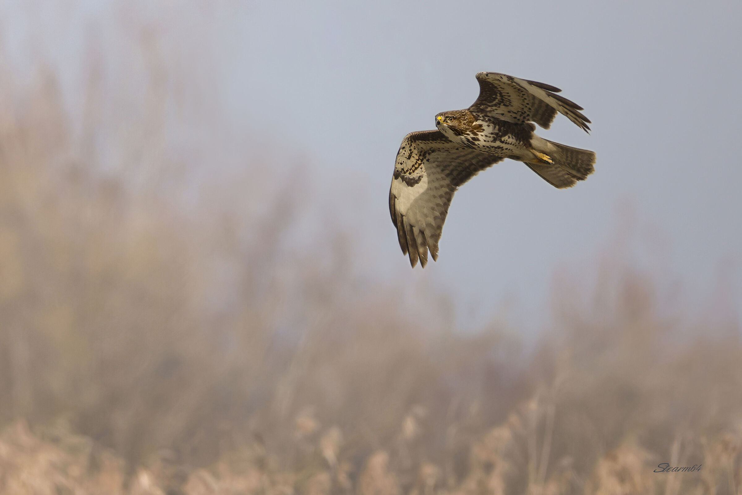 Buzzard in flight