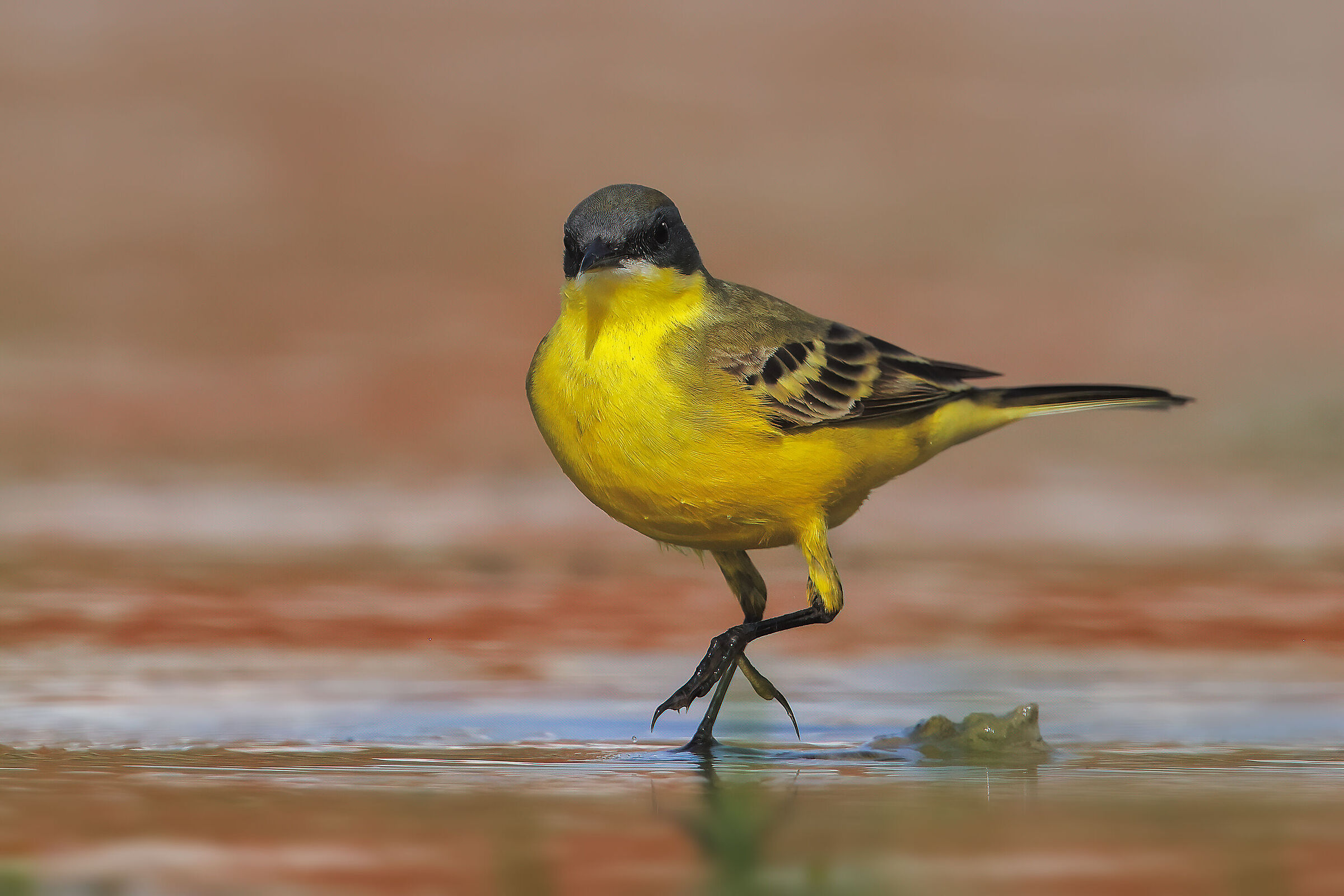 Wagtail