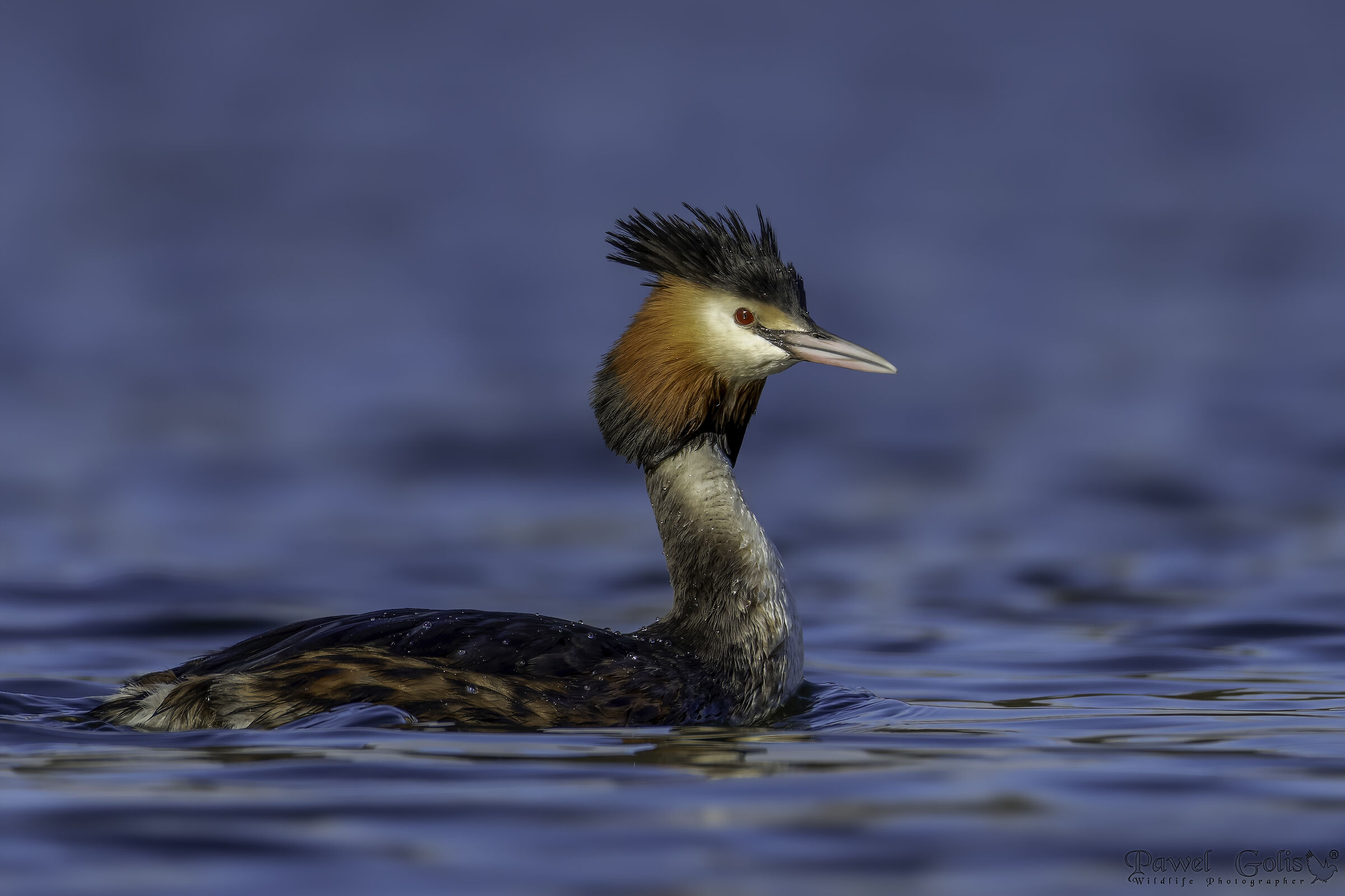 Great crested grebe (Podiceps cristatus)