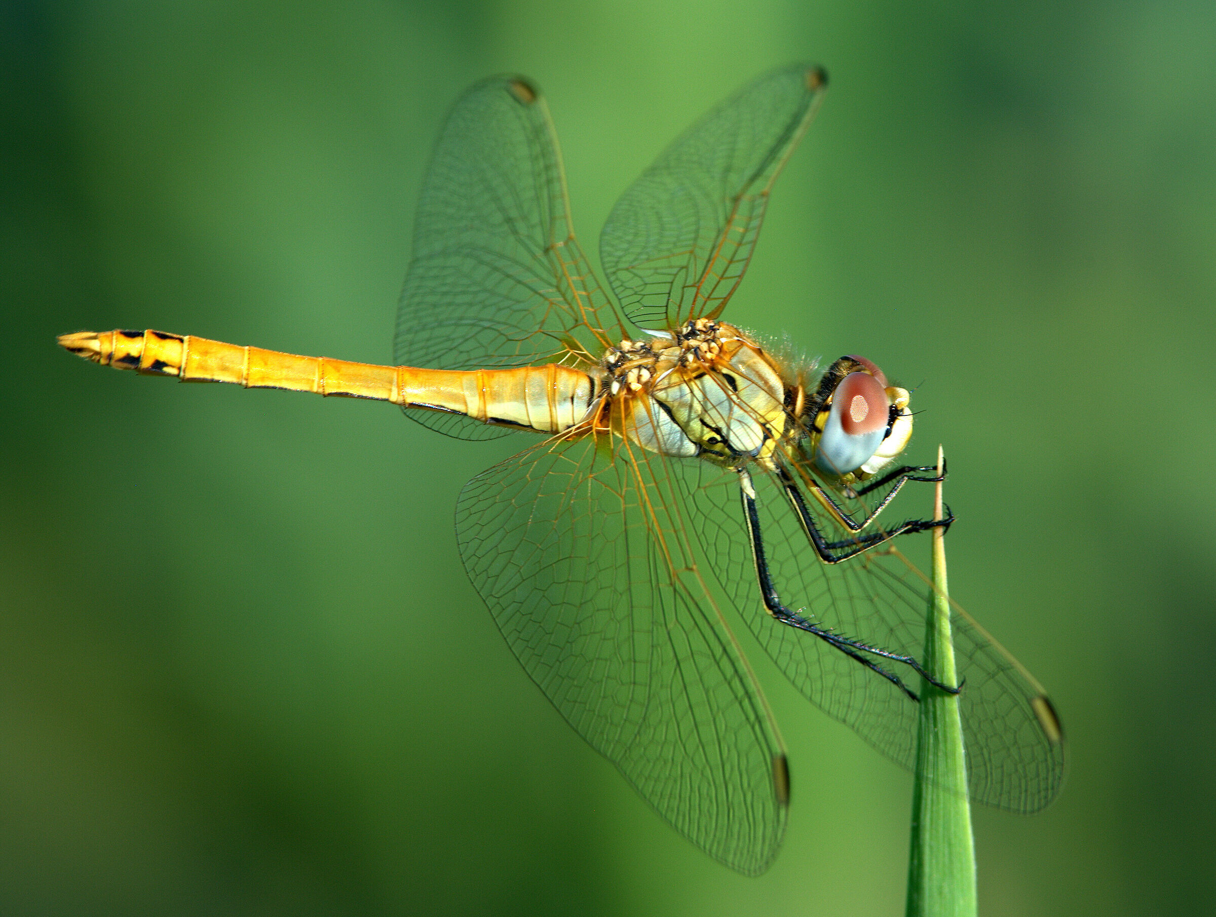 Libelula 10