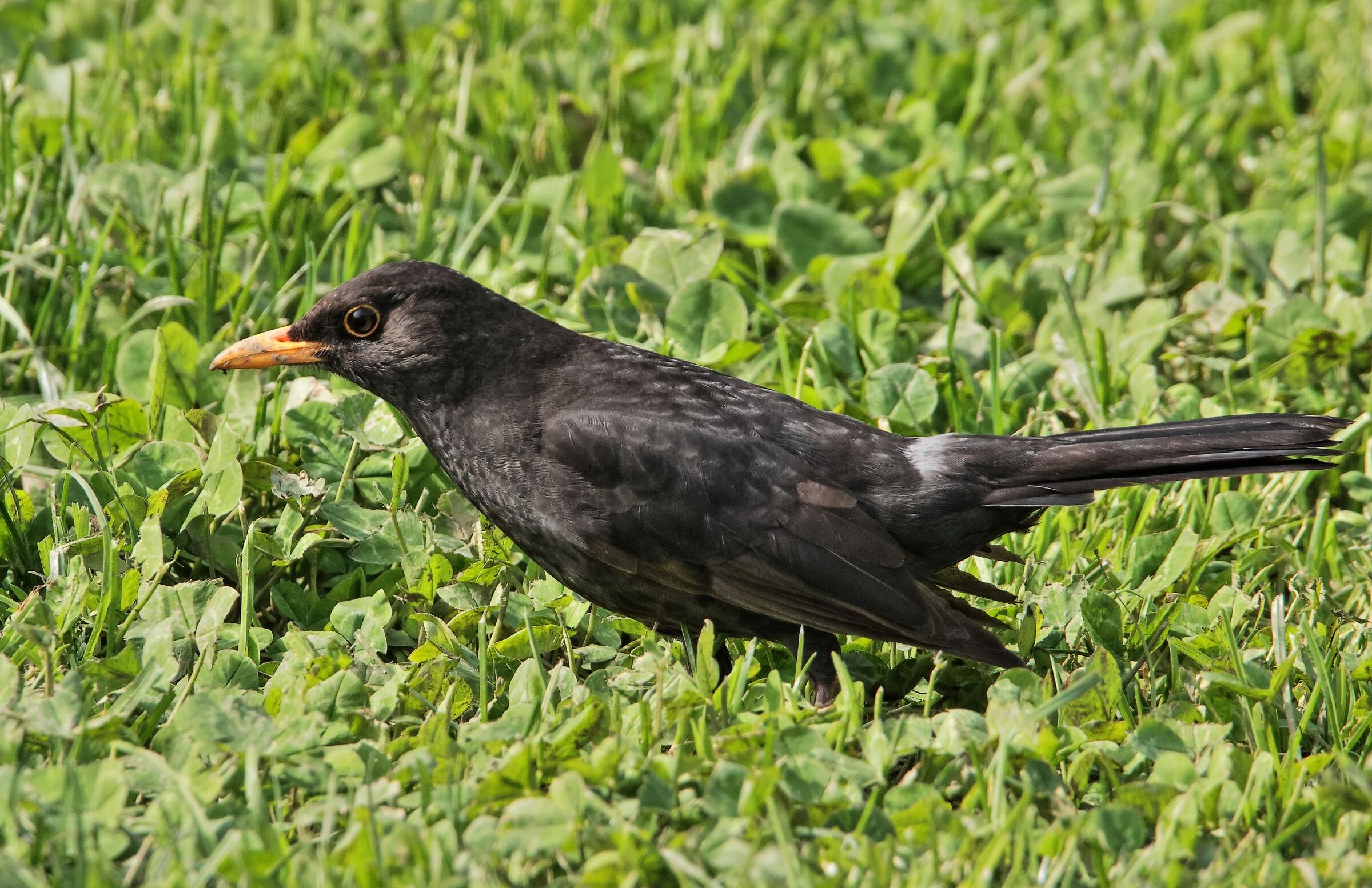 Merlo (Turdus Merula)