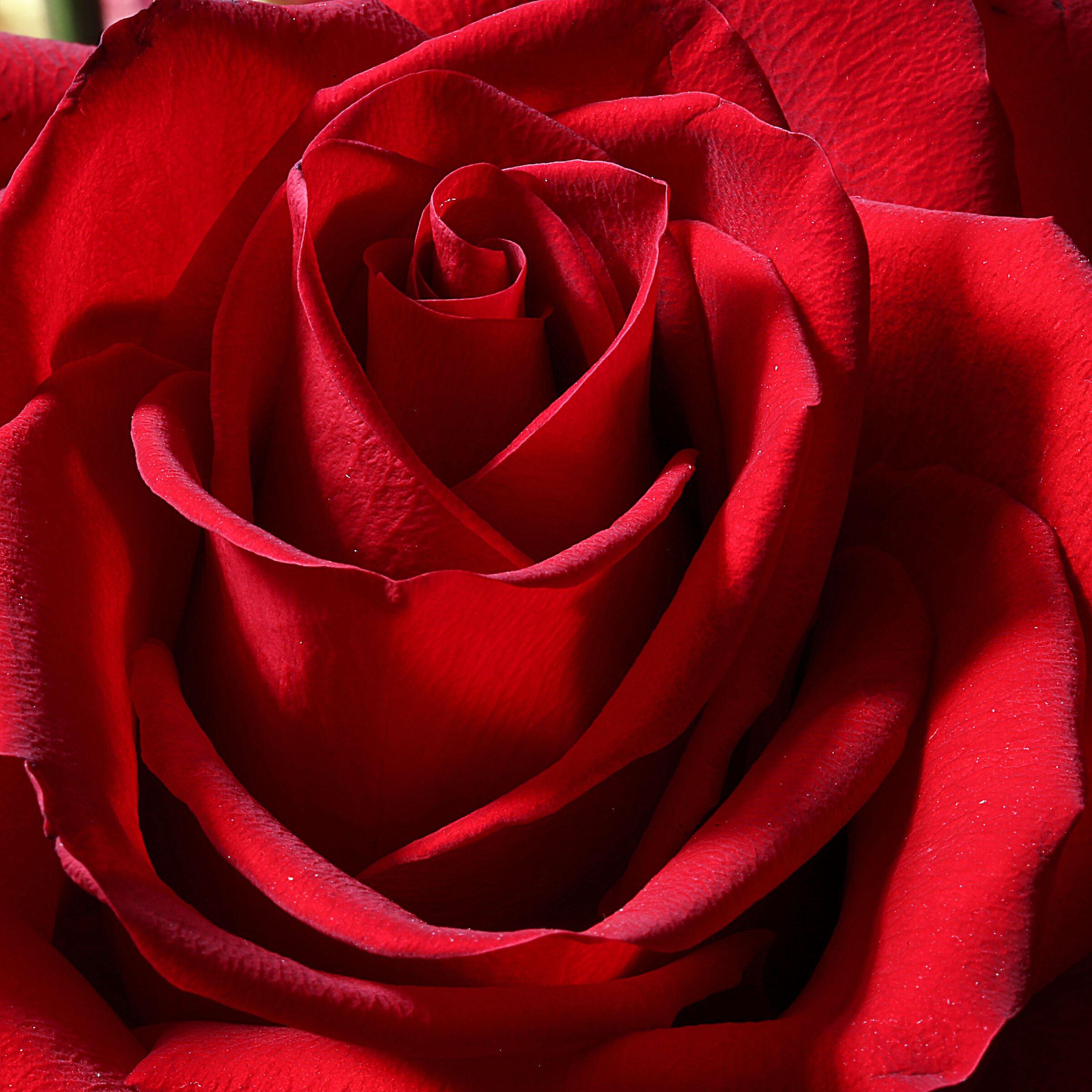 in the heart of the rose