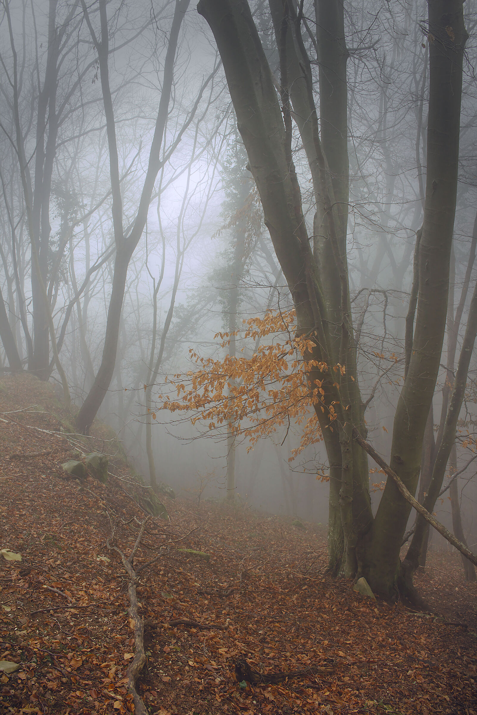 Dreamy Forest