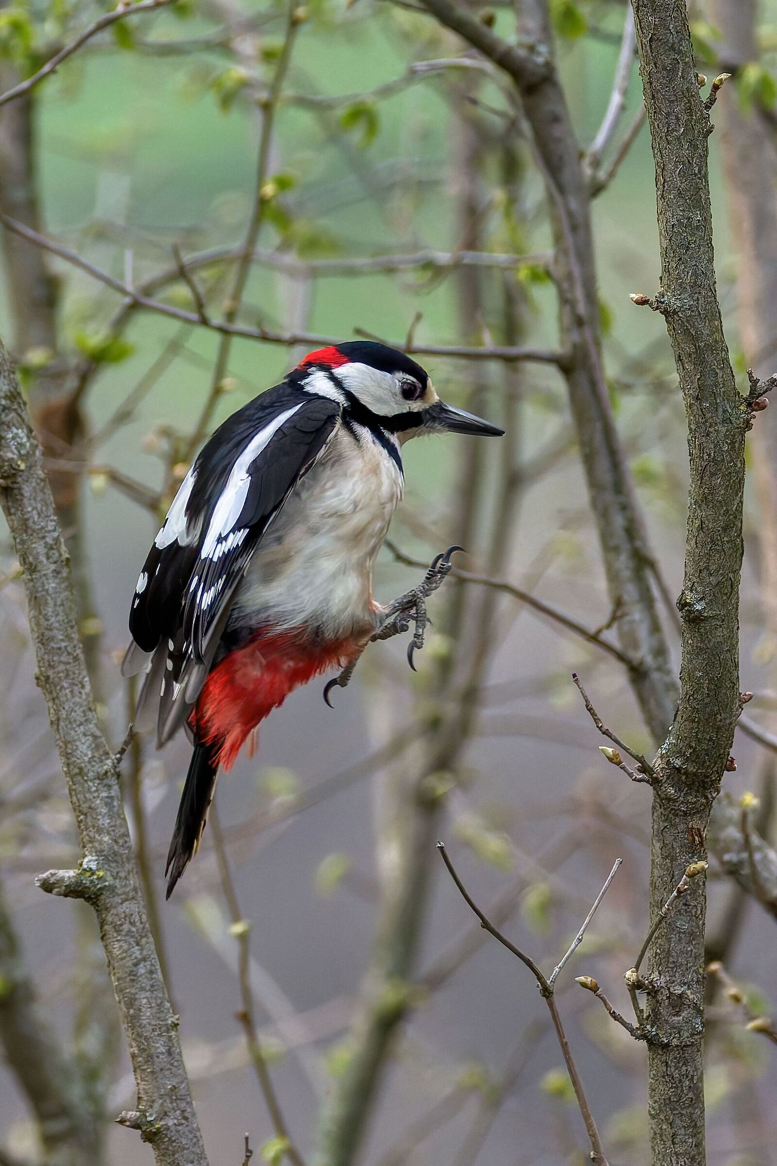 Picchio rosso maggiore