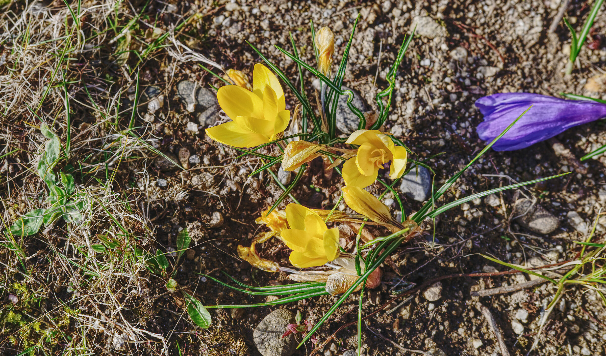 crocus