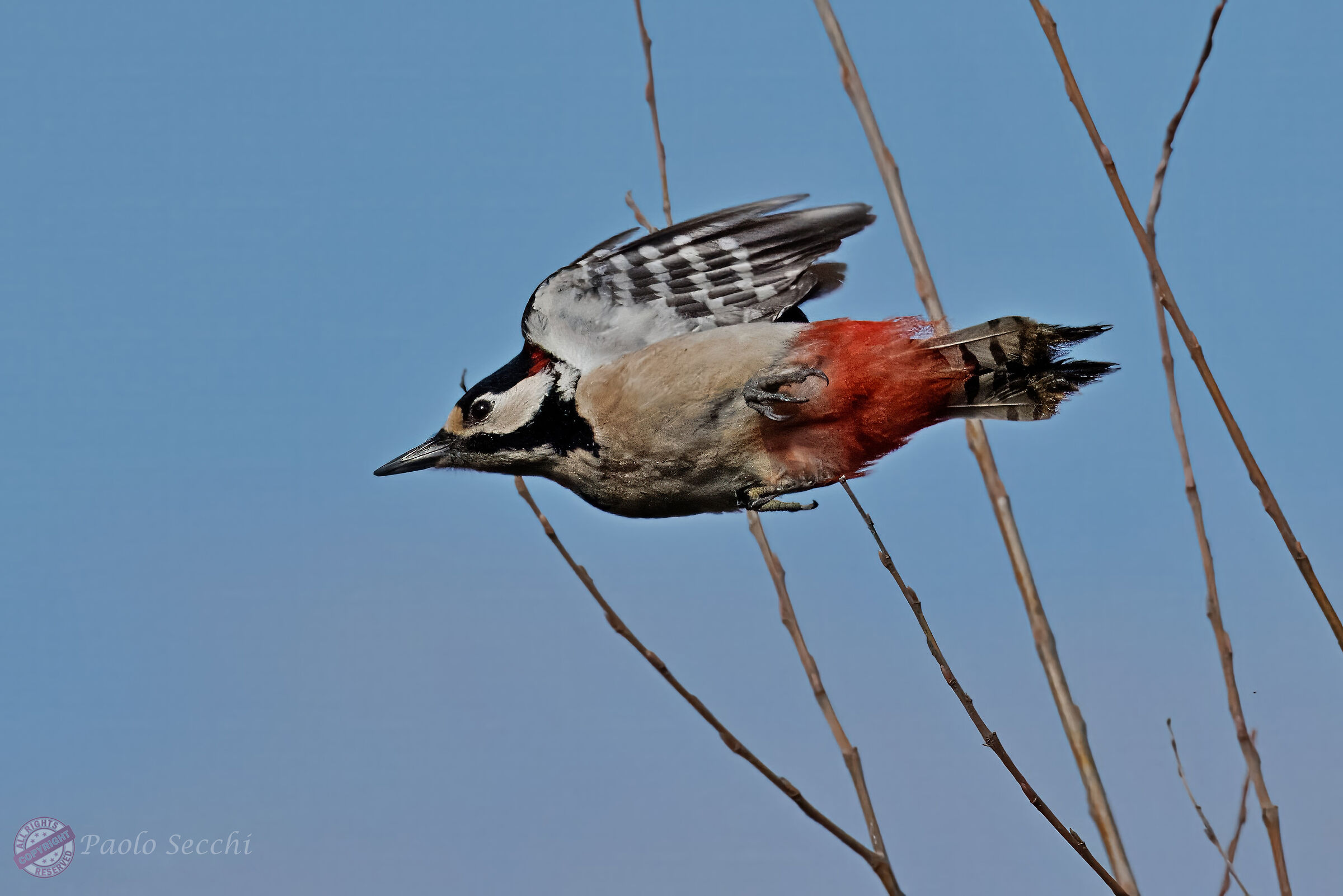 Woodpecker Airlines