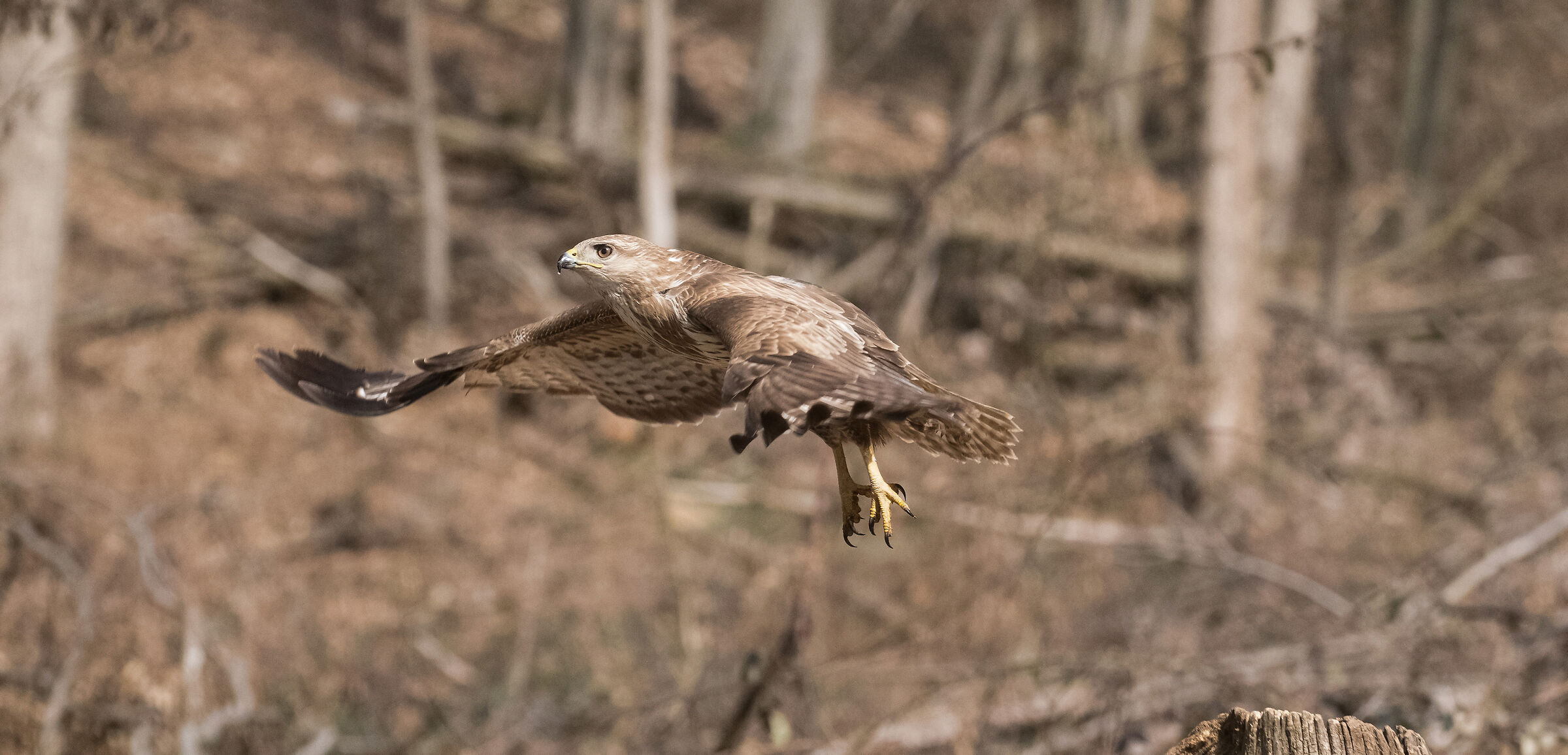 buzzard